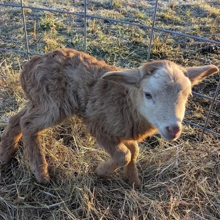 A baby sheep, or lamb, standing on hay in a small enclosure with a wire fence. The lambhas light brown fur and a white face.