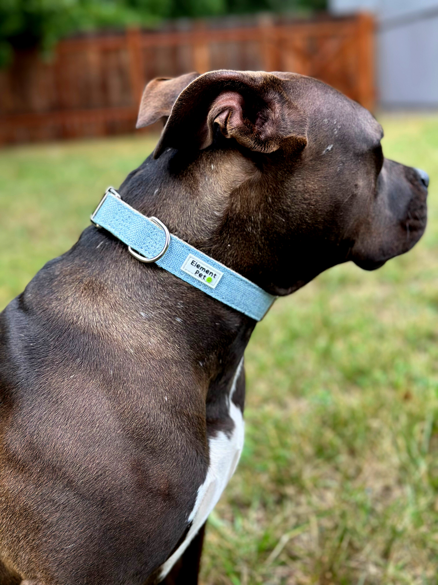 Side profile of a brown and white dog wearing a light blue collar, sitting on grass with a wooden fence in the background.