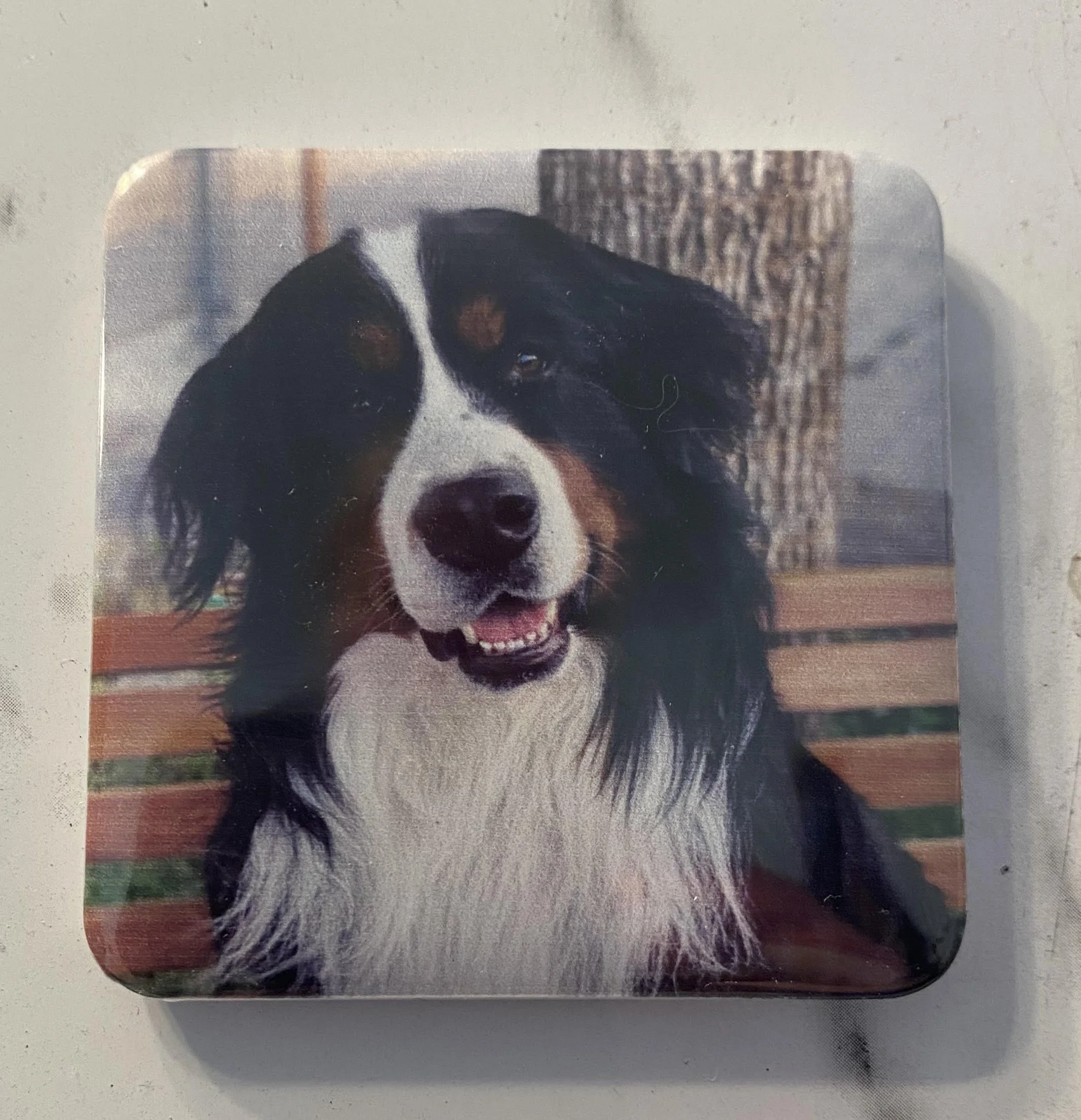 Photo of a happy Bernese Mountain Dog with a black and white and brown fur, sitting on a wooden bench, with a tree in the background.