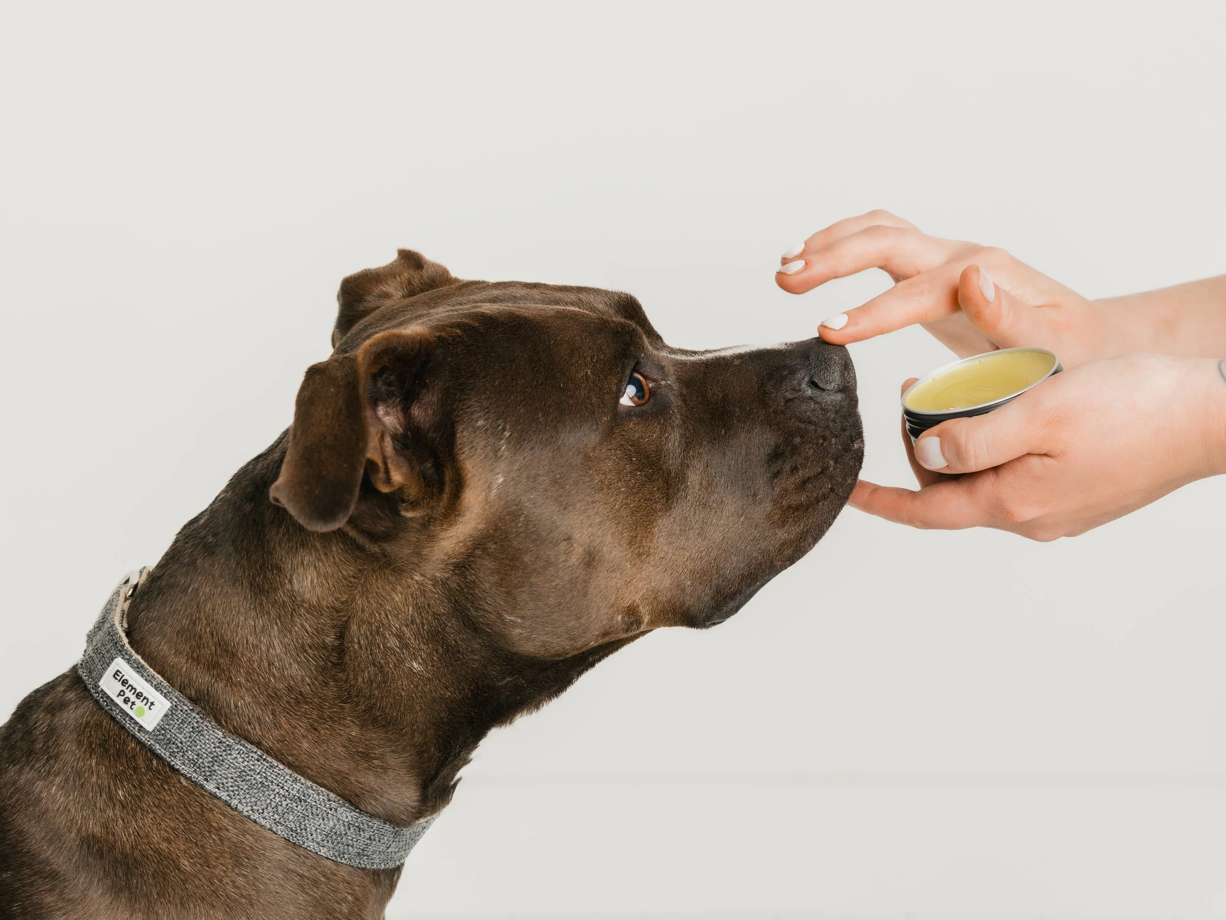 A brown dog with a gray collar being given a treat or medication from a person’s hand.
