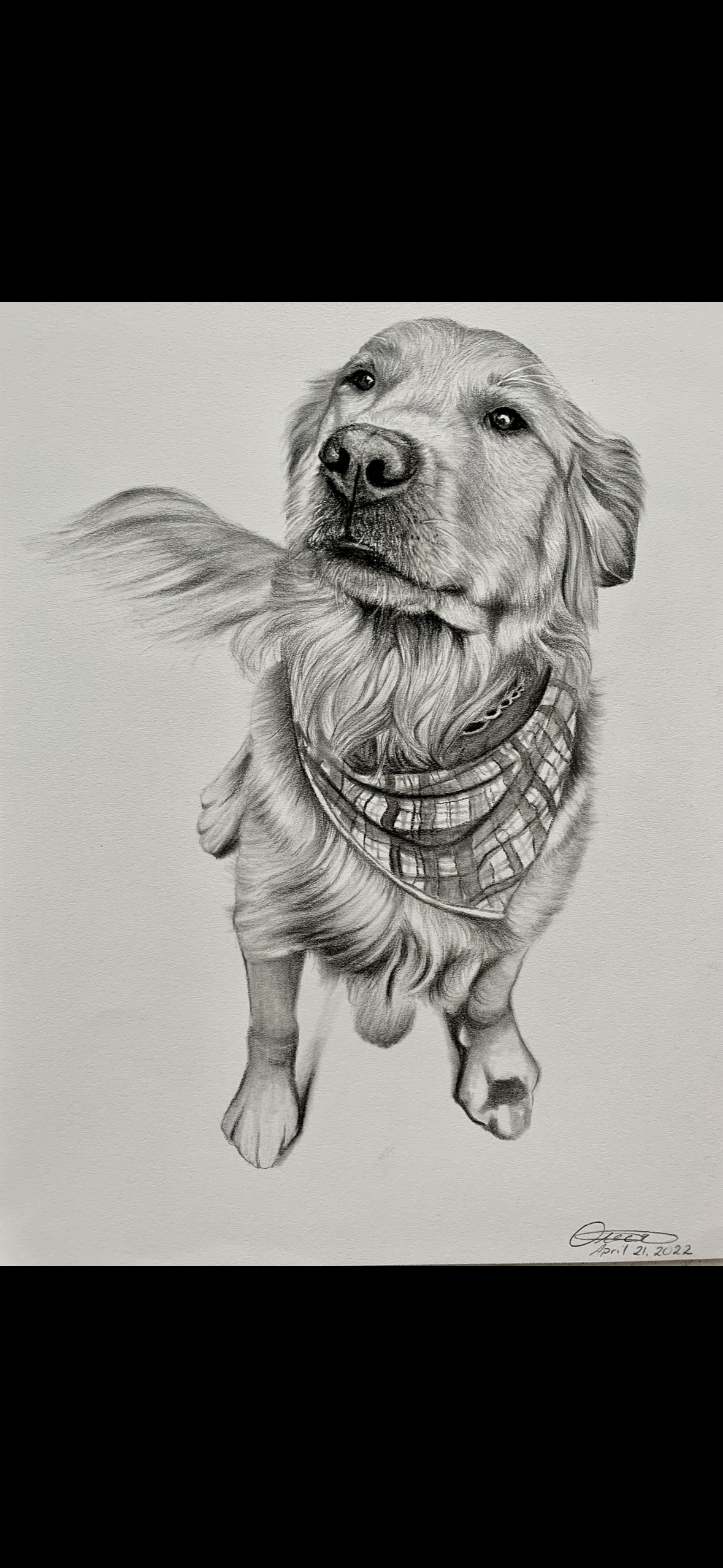 A detailed pencil drawing of a dog with a long fur coat and a bandana around its neck, positioned on a plain background.