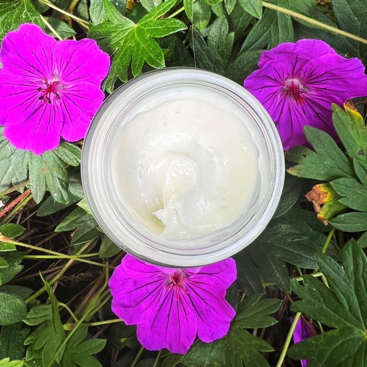 Open container of white cream or lotion among pink flowering plants and green leaves.