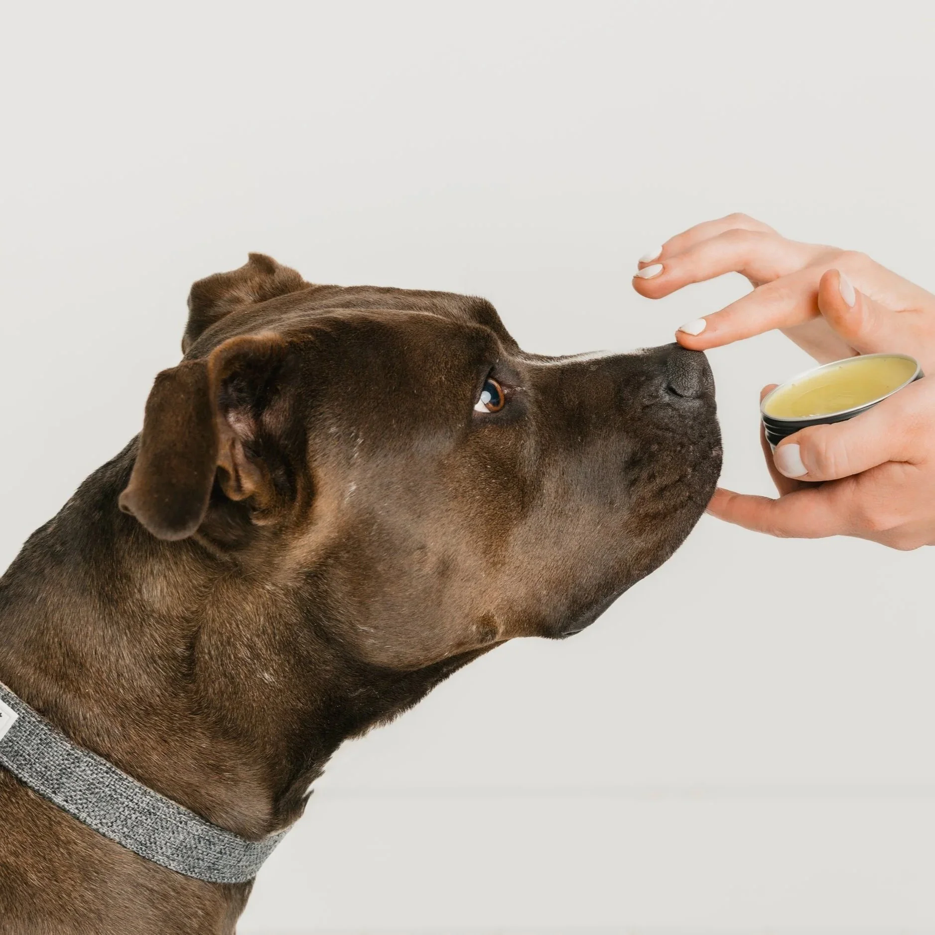 A brown dog with a gray collar sniffing a person's hand holding a small container of yellow wax or balm.