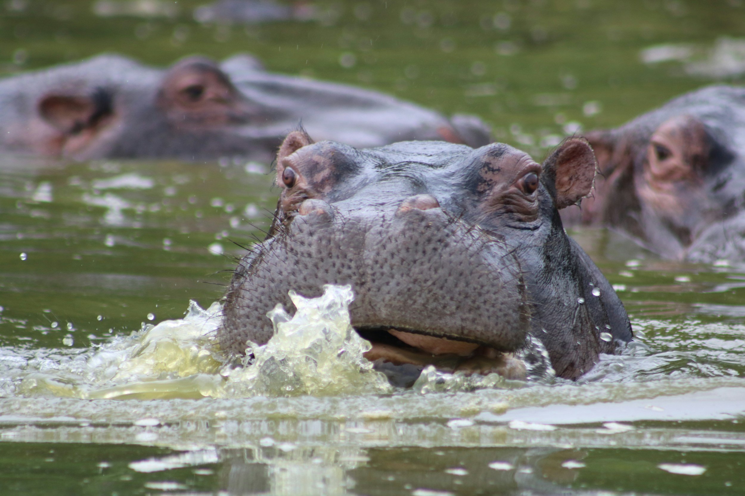 A group of hippos swimming in a pond with their heads and parts of their bodies visible above the water.