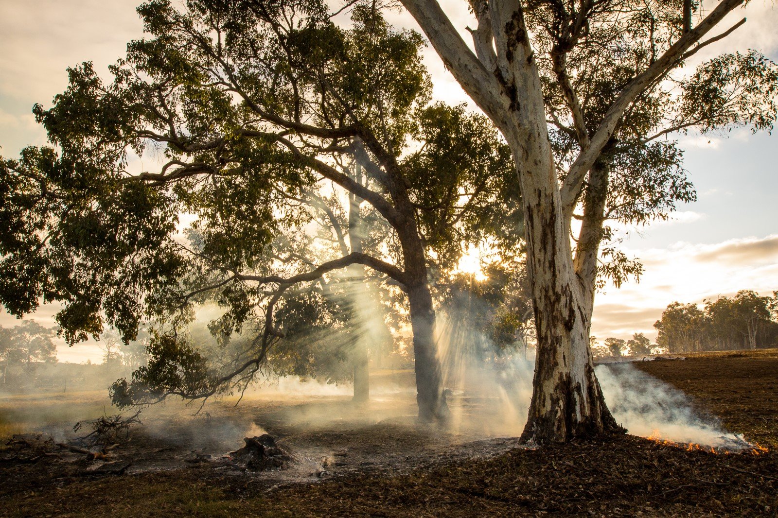 Sunlight filtering through trees near a smoking grass fire on a farm at sunrise or sunset.