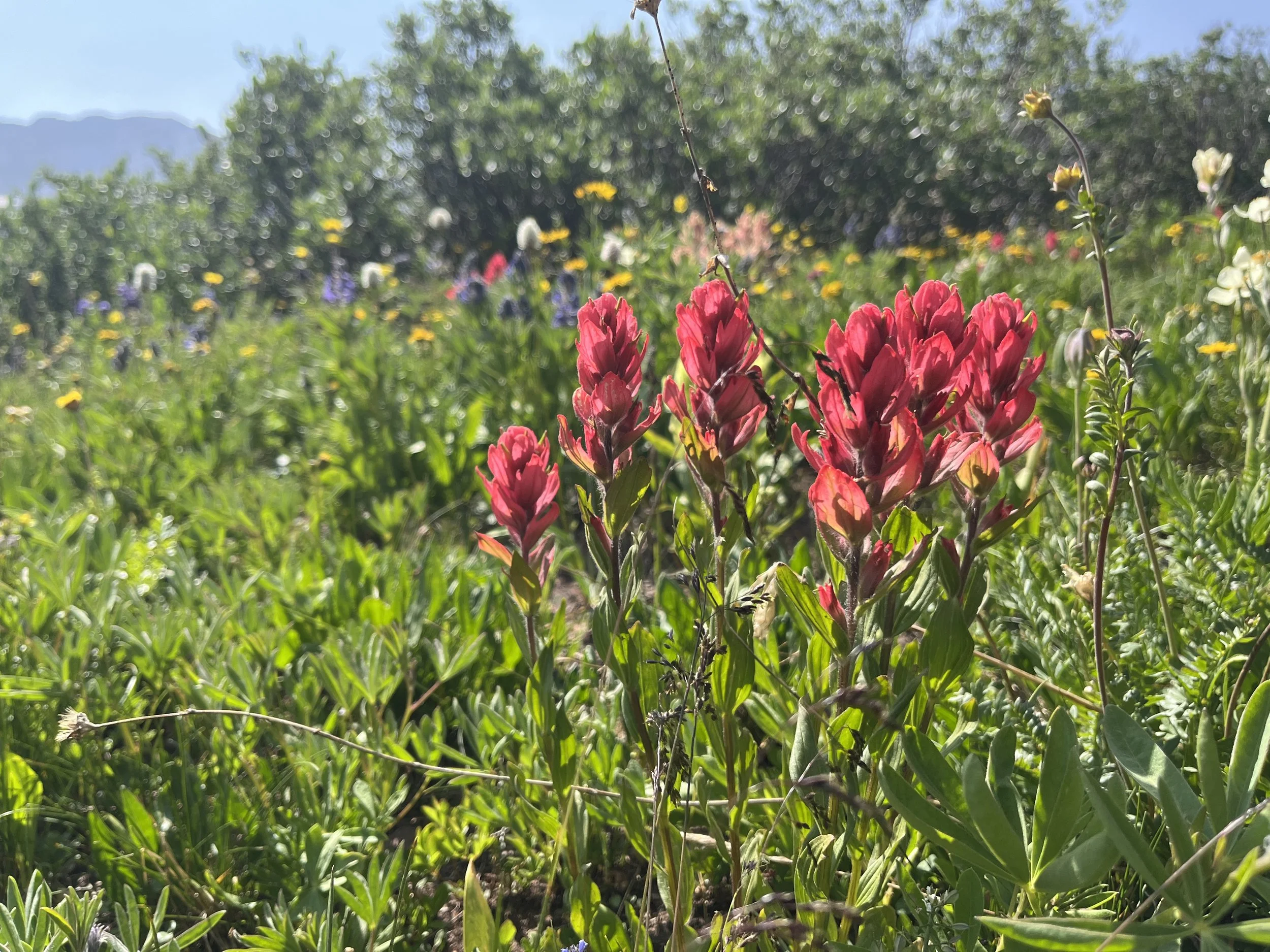 Essential Membership