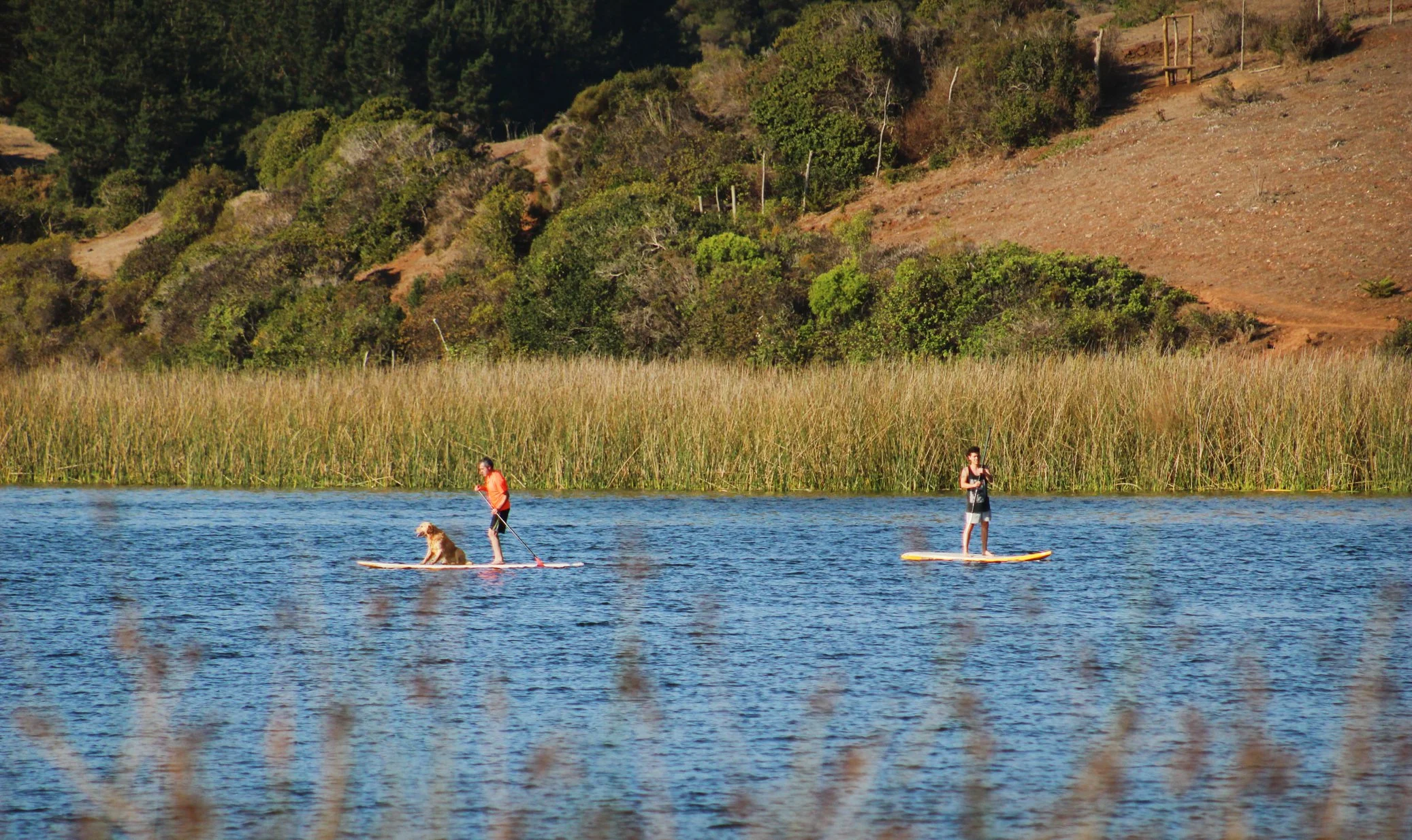 Dos personas haciendo SUP en la laguna de naturaleza, con un perro en la tabla de una de las personas.
