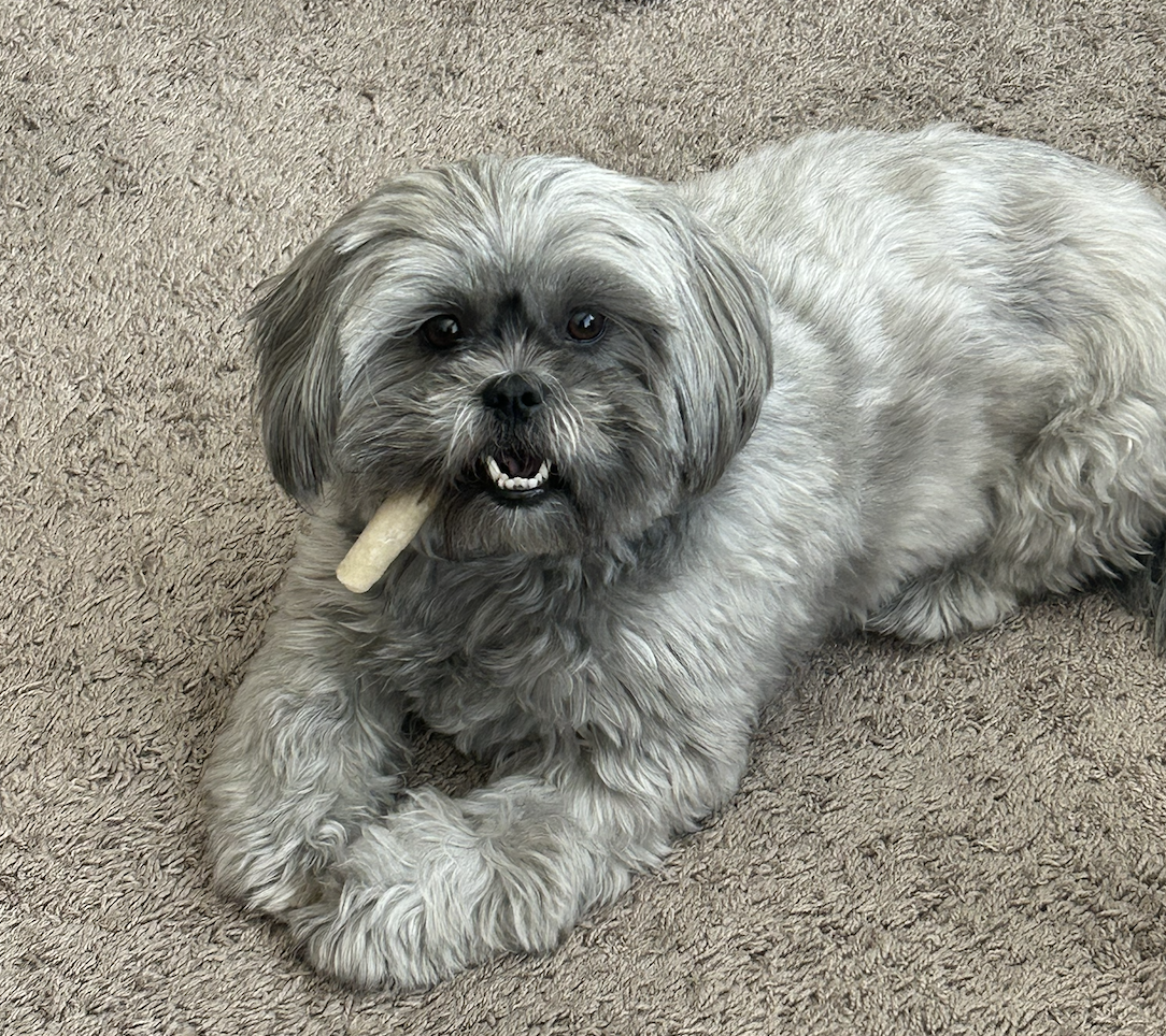 Aurora, Gia's gray dog, sitting on a carpet