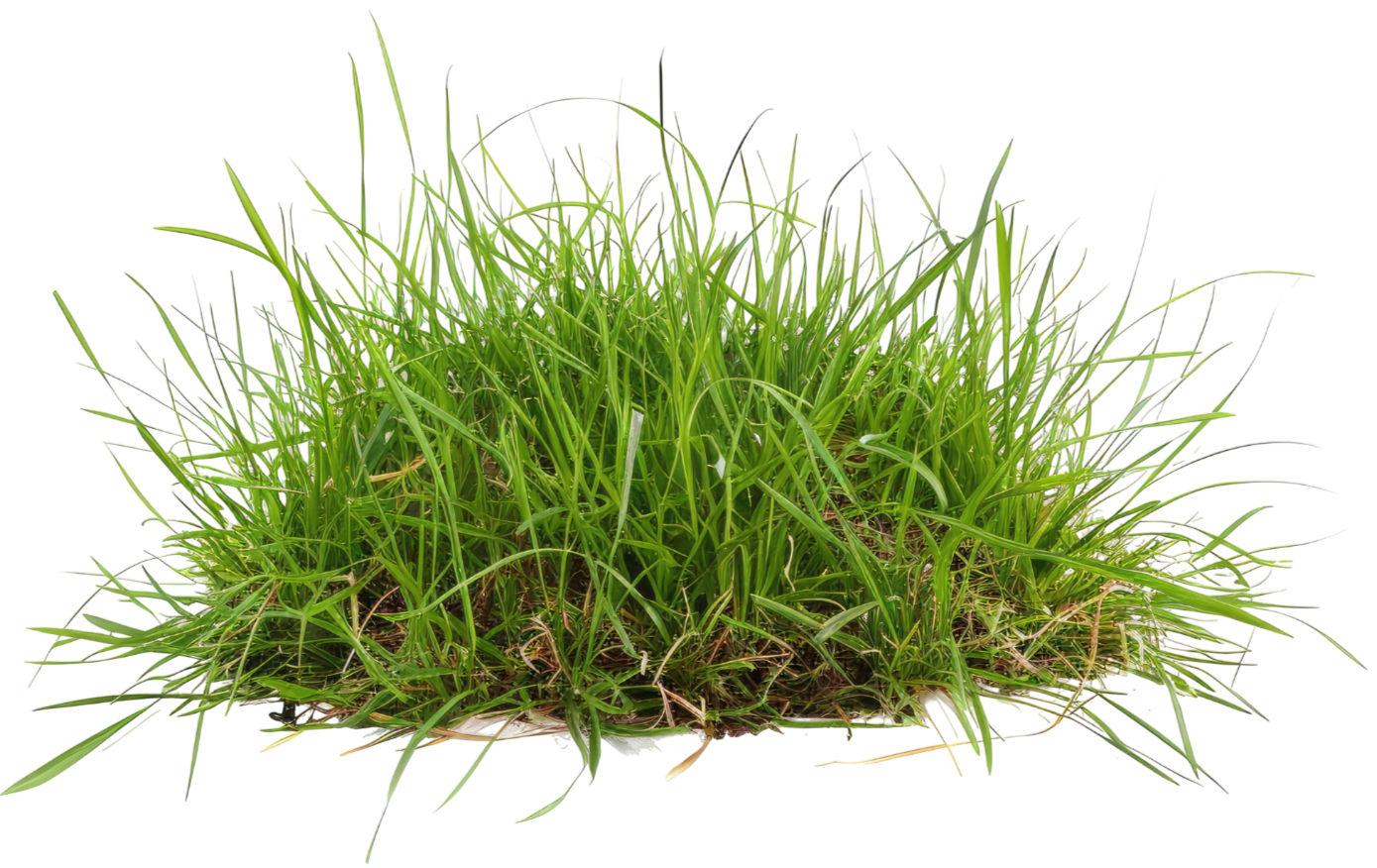 A patch of green grass with blades of varying lengths and thicknesses, isolated on a black background.