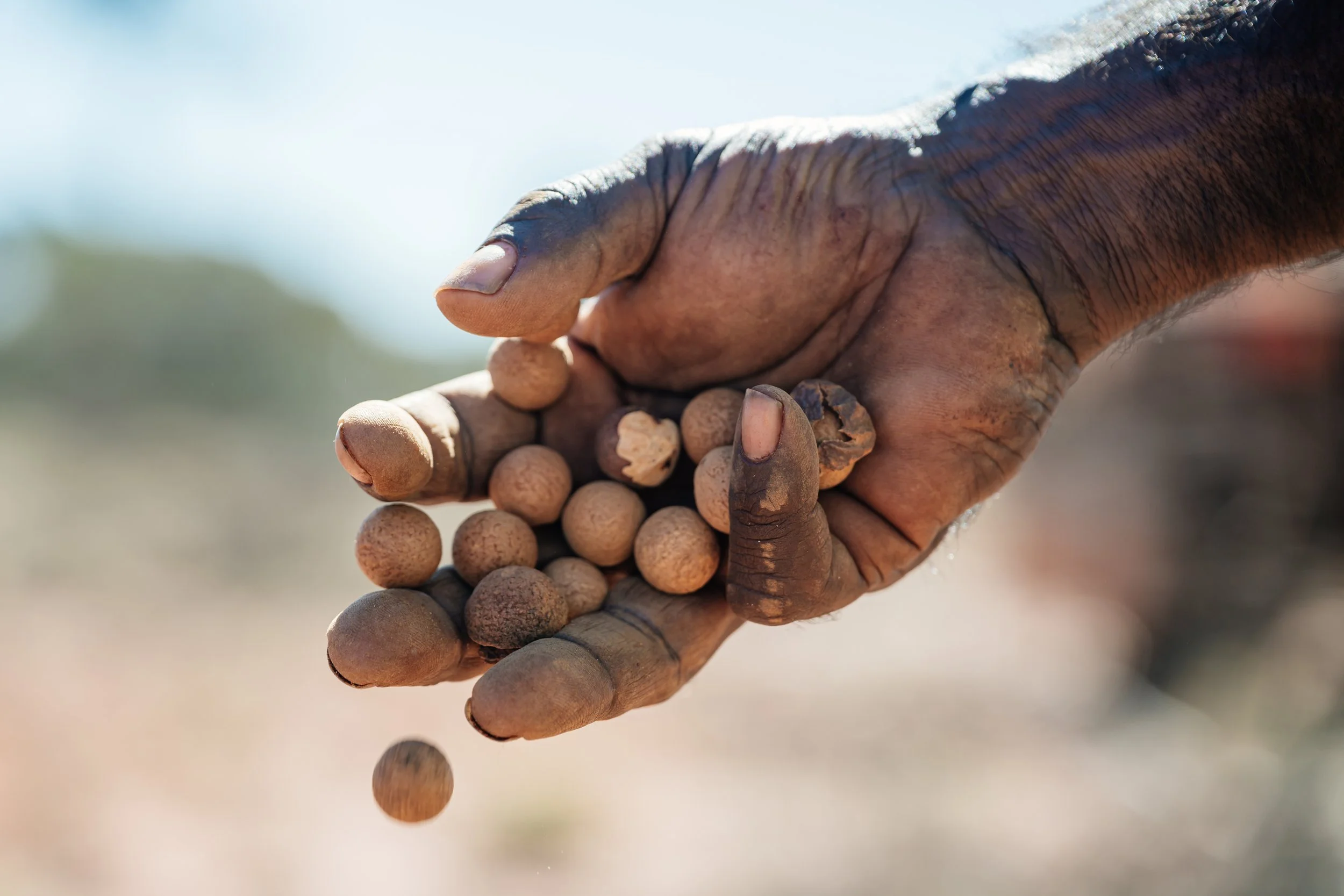 Opportunity for Aboriginal Sandalwood Businesses &amp; Sole Trader Contractors