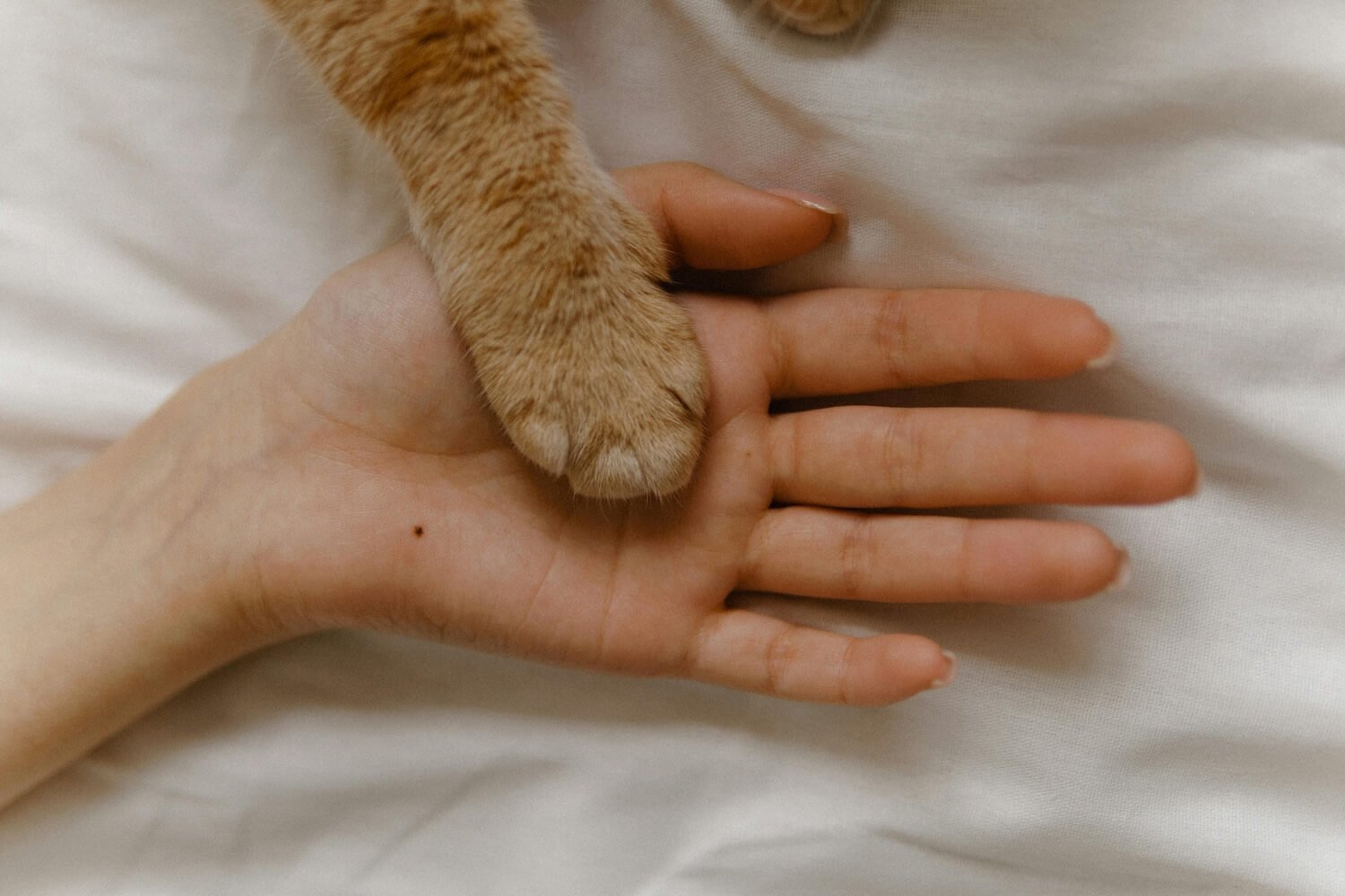 A cat’s paw resting gently in a person’s hand, symbolising connection, comfort, and pet grief support after losing a beloved companion.