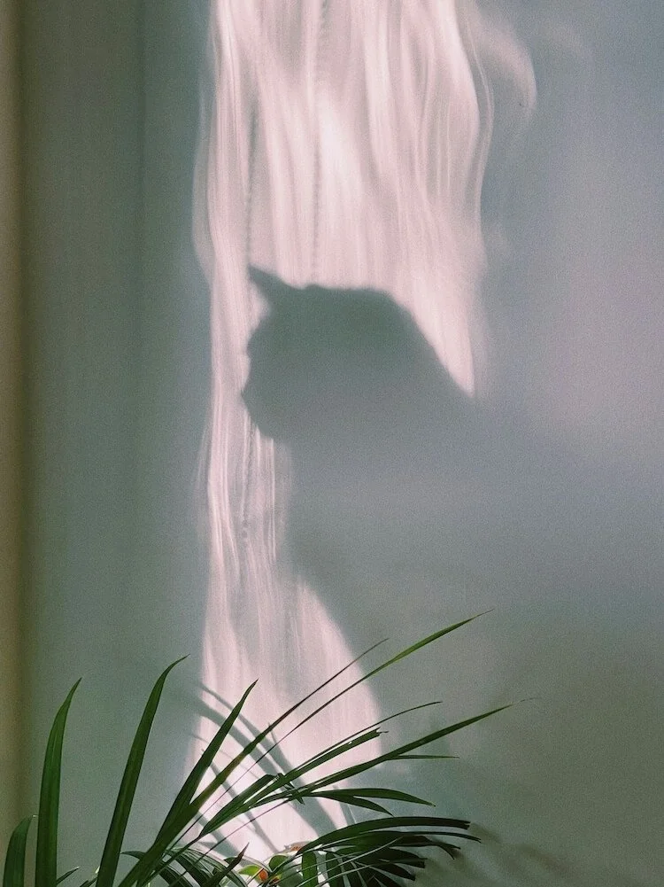 Shadow of a cat cast against softly glowing curtains, symbolising memory, presence, and the quiet moments of reflection after losing a beloved pet.