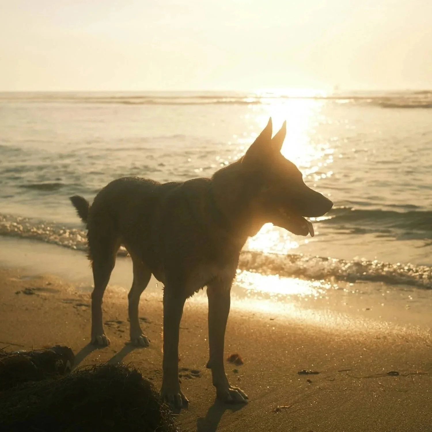 Dog standing at the edge of the shoreline during a golden sunset, symbolising companionship, reflection, and the quiet moments we share with the animals we love.