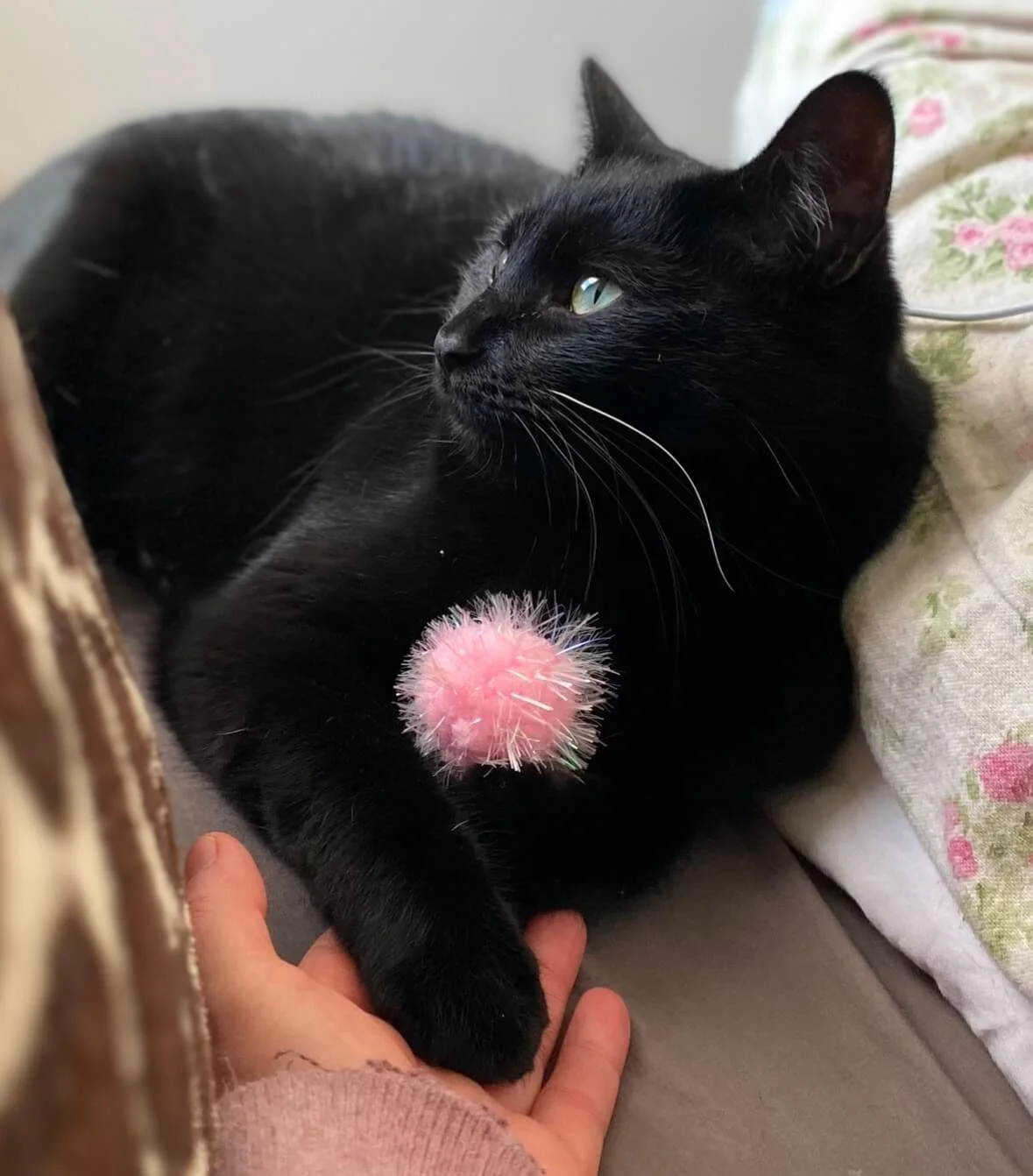 Nicole's beloved cat Moxie