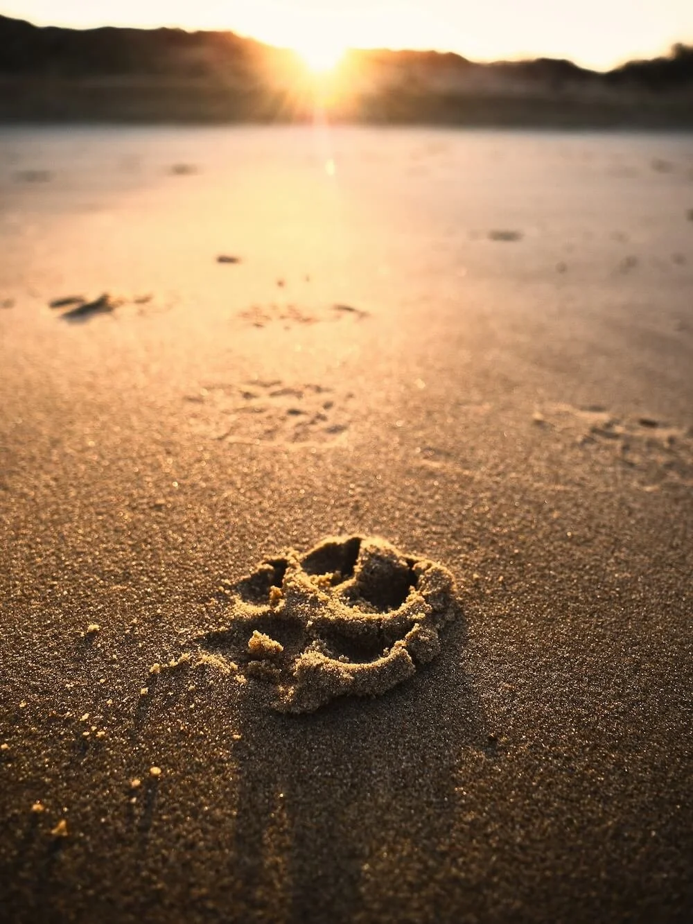 A single paw print in smooth sand illuminated by warm light, representing remembrance and the lasting imprint a pet leaves on our life.