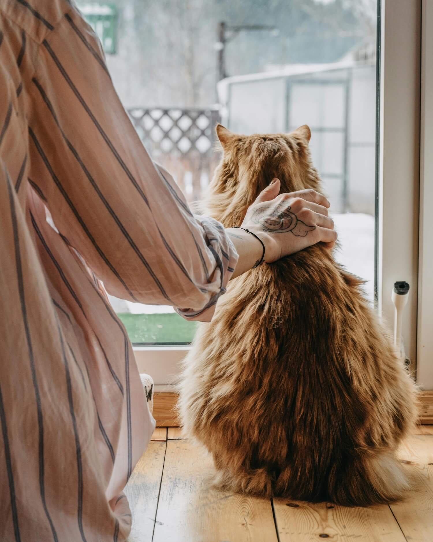 A person gently petting a ginger cat beside a window, symbolising comfort, connection, and the supportive space offered through a pet loss support group online.