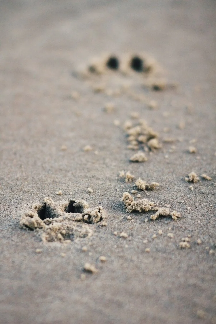 Soft sand with delicate animal pawprints leading toward the shoreline, representing memory, connection, and ongoing healing after pet loss.