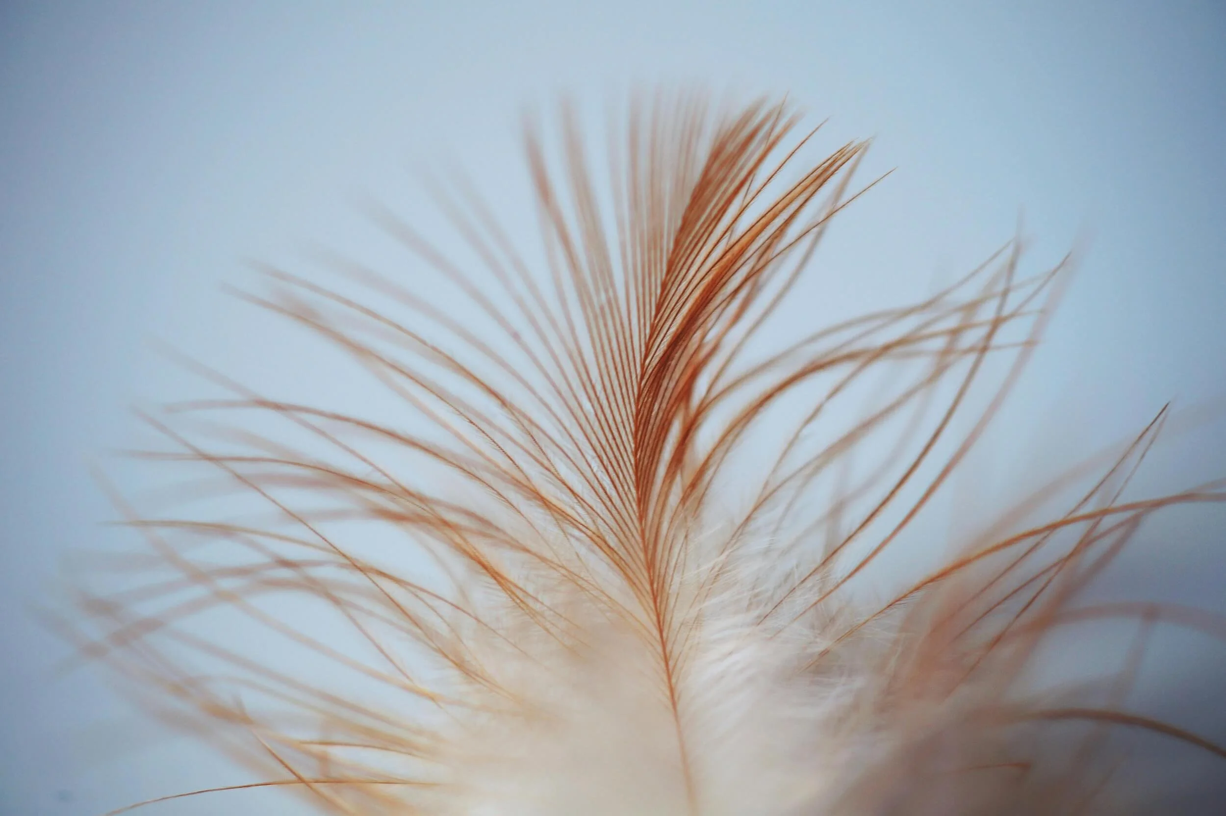 Close-up of a delicate feather resting on soft textures, representing the gentle, supportive environment of a pet grief support group.