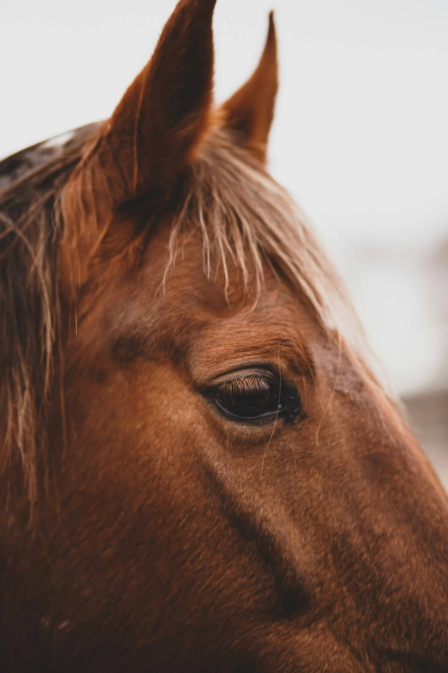 Close-up of a horse’s gentle eye, capturing the deep bond between humans and animals and the emotion we carry when a cherished companion is gone.