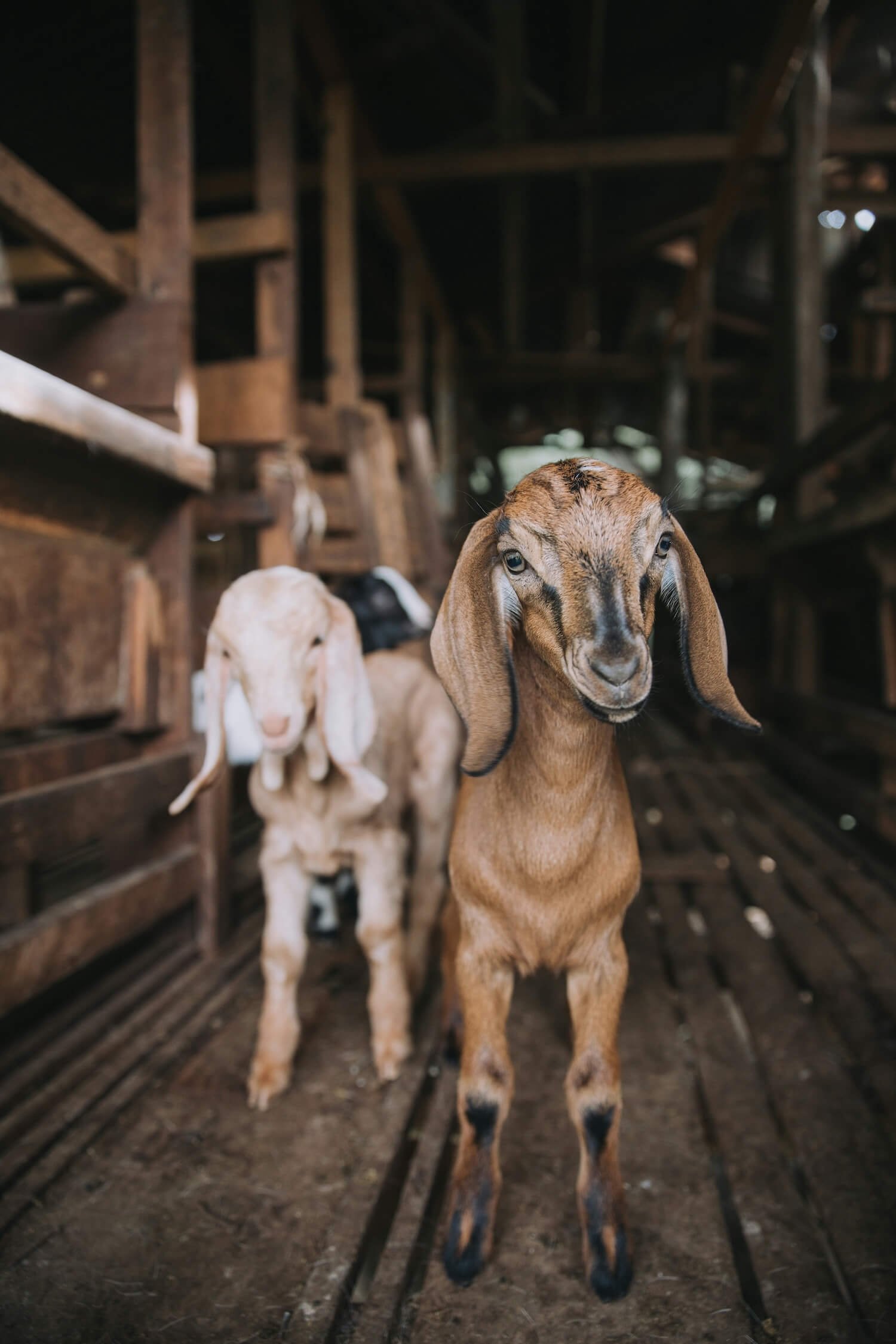 Two young goats standing closely together inside a rustic wooden barn, depicting connection, curiosity, and the gentle presence animals bring into our lives.