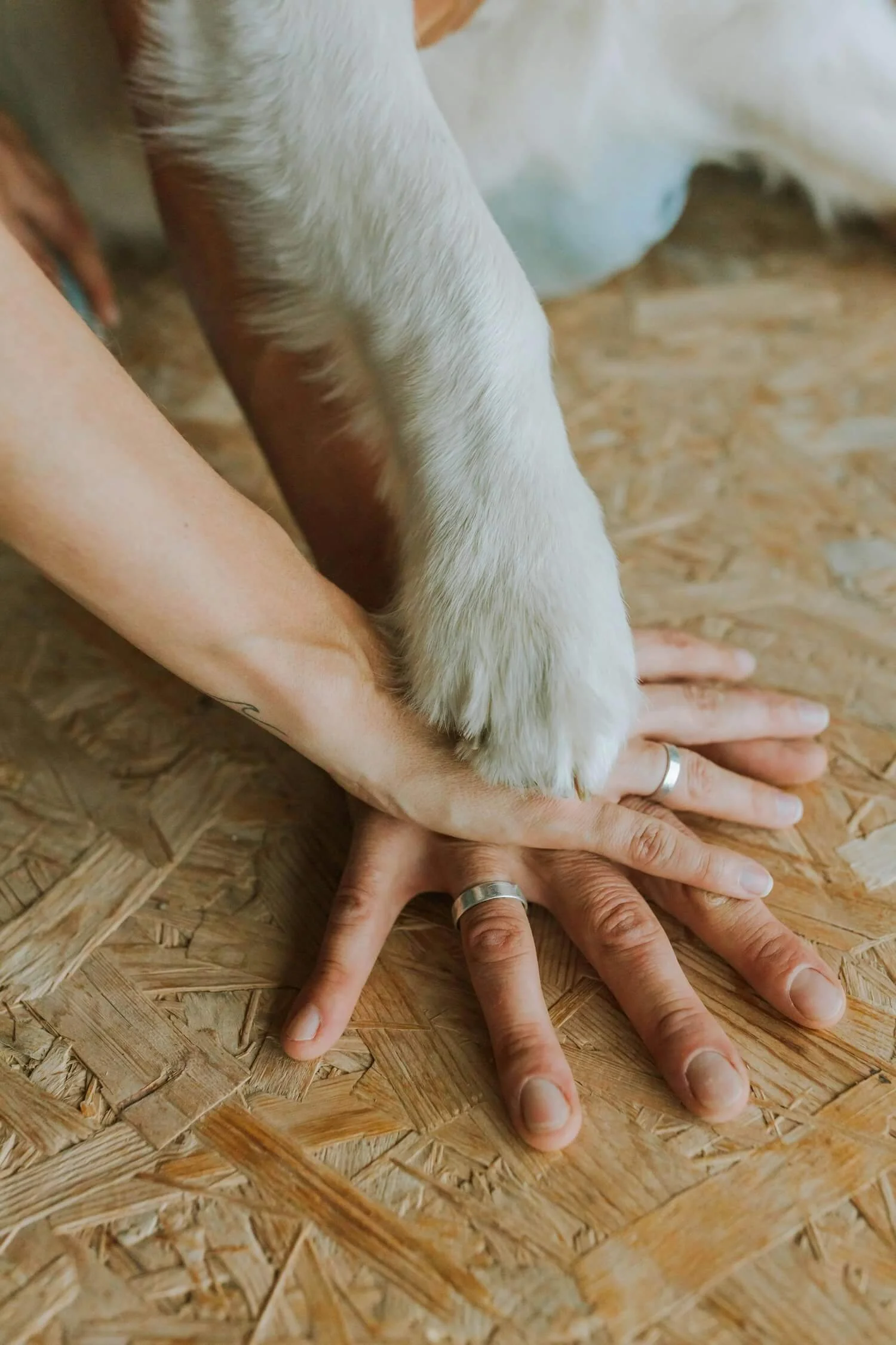A dog's paw resting in a person’s hand, symbolising trust, love, and the deep bonds we carry with the animals we’ve lost.