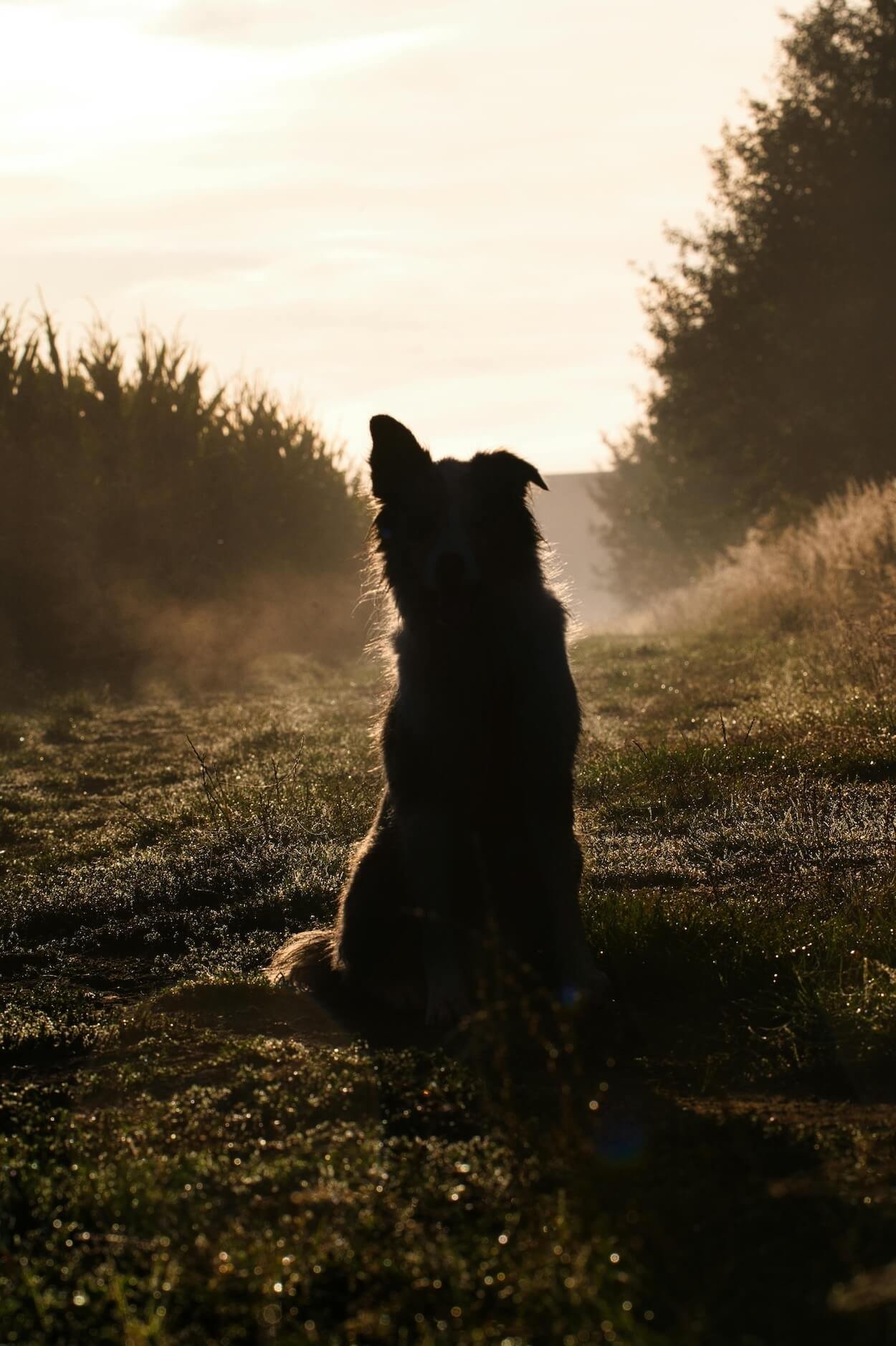 Silhouette of a dog sitting in a misty field at sunrise, symbolising the tenderness of pet grief and the quiet moments of reflection that follow the loss of a beloved companion.