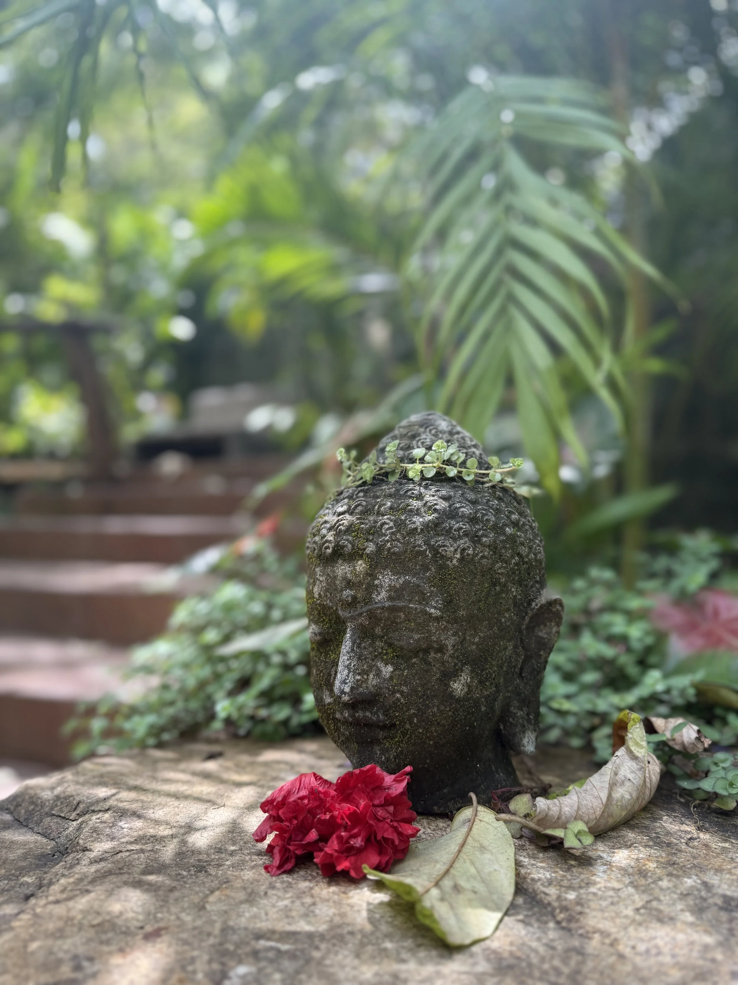 🌿 Healing in the Jungle: Lessons From the Medicine of Mushrooms