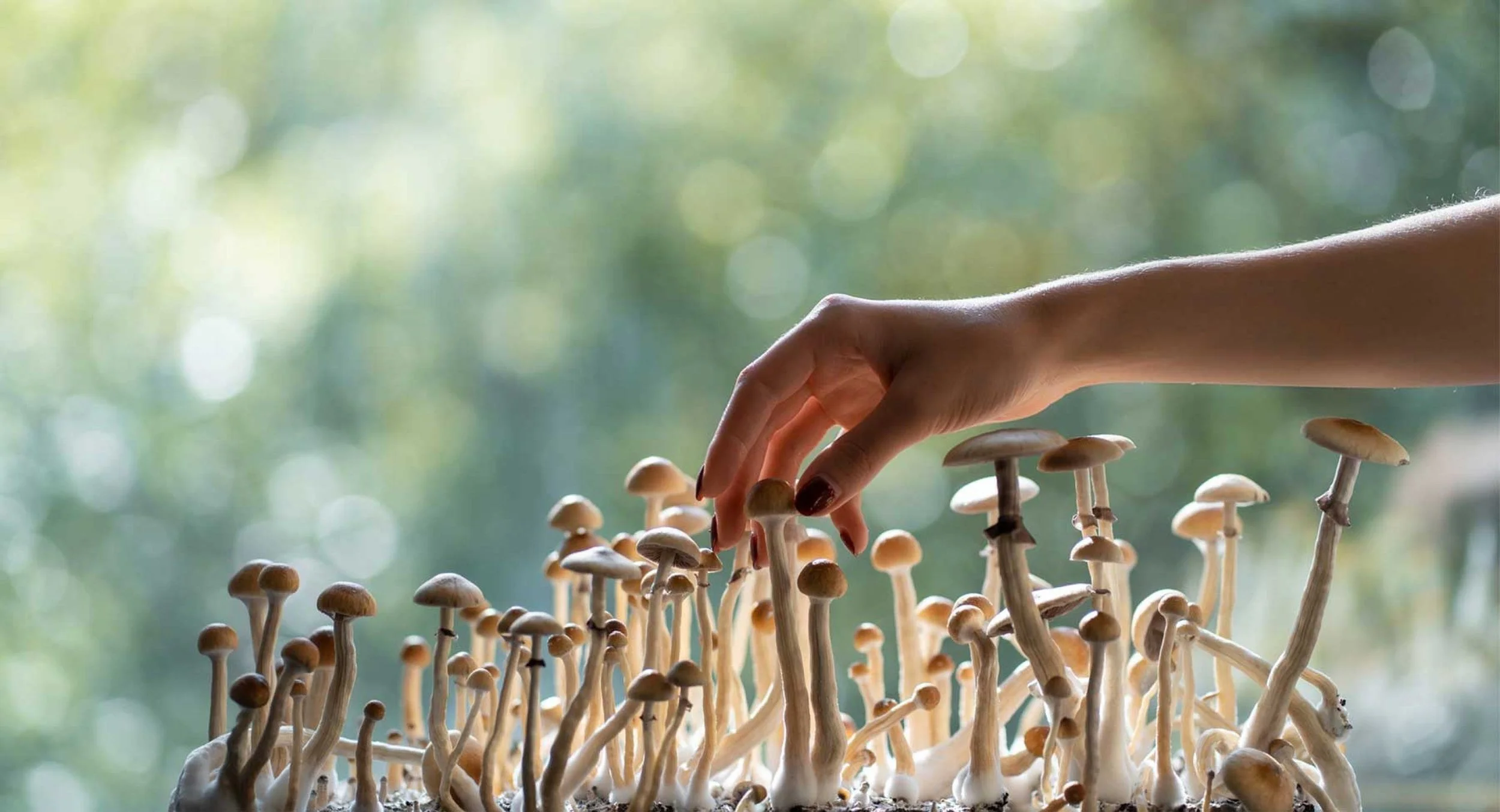 🍄 Is Psychedelic Therapy Legal in Colorado? What You Need to Know