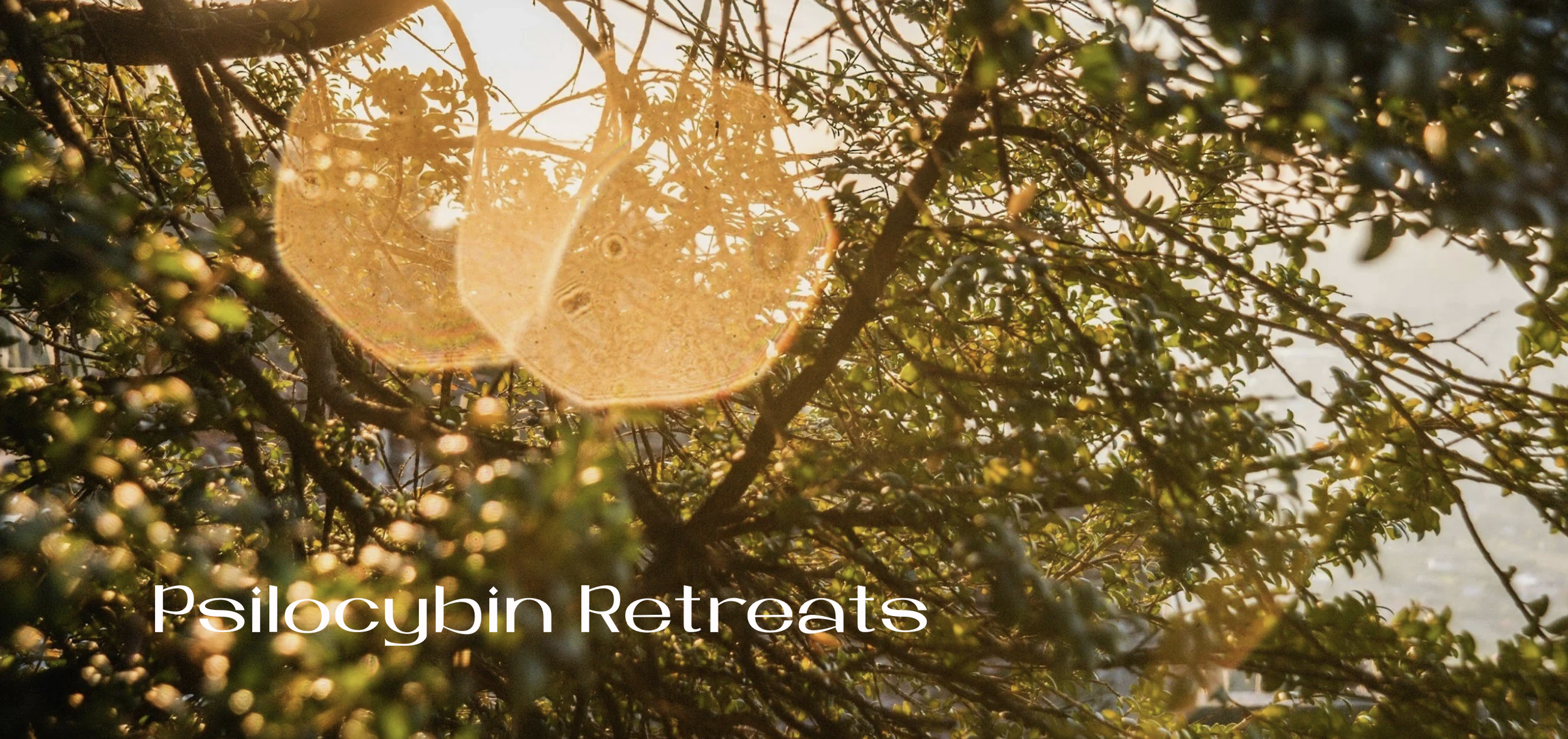 🍄 The Healing Power of Retreats: Medicine in Community