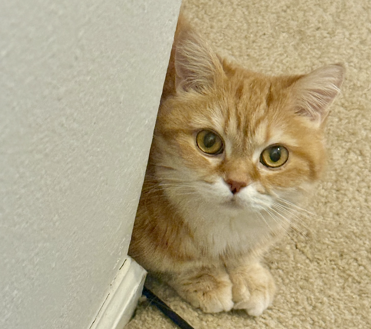 🐾 Animal Medicine: The Science and Soul of Loving Our Pets