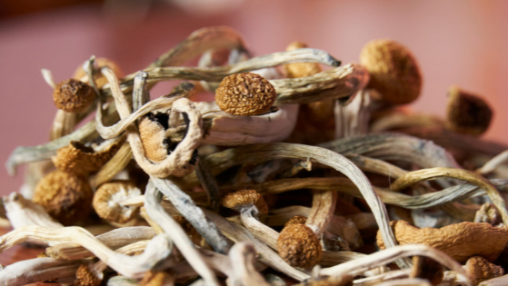 Close-up of dried mushroom stems with small mushroom caps attached.