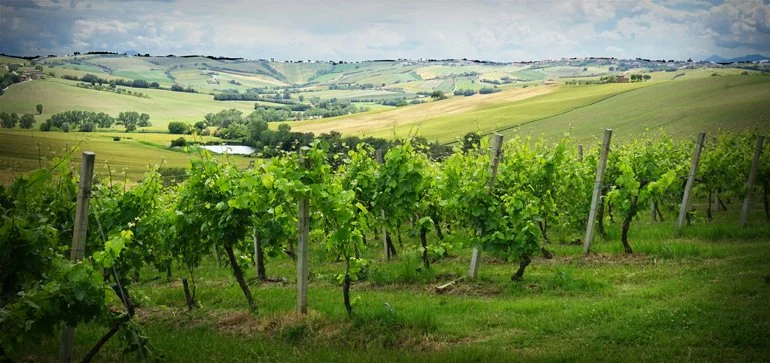 urbino-slide16 copy.jpg