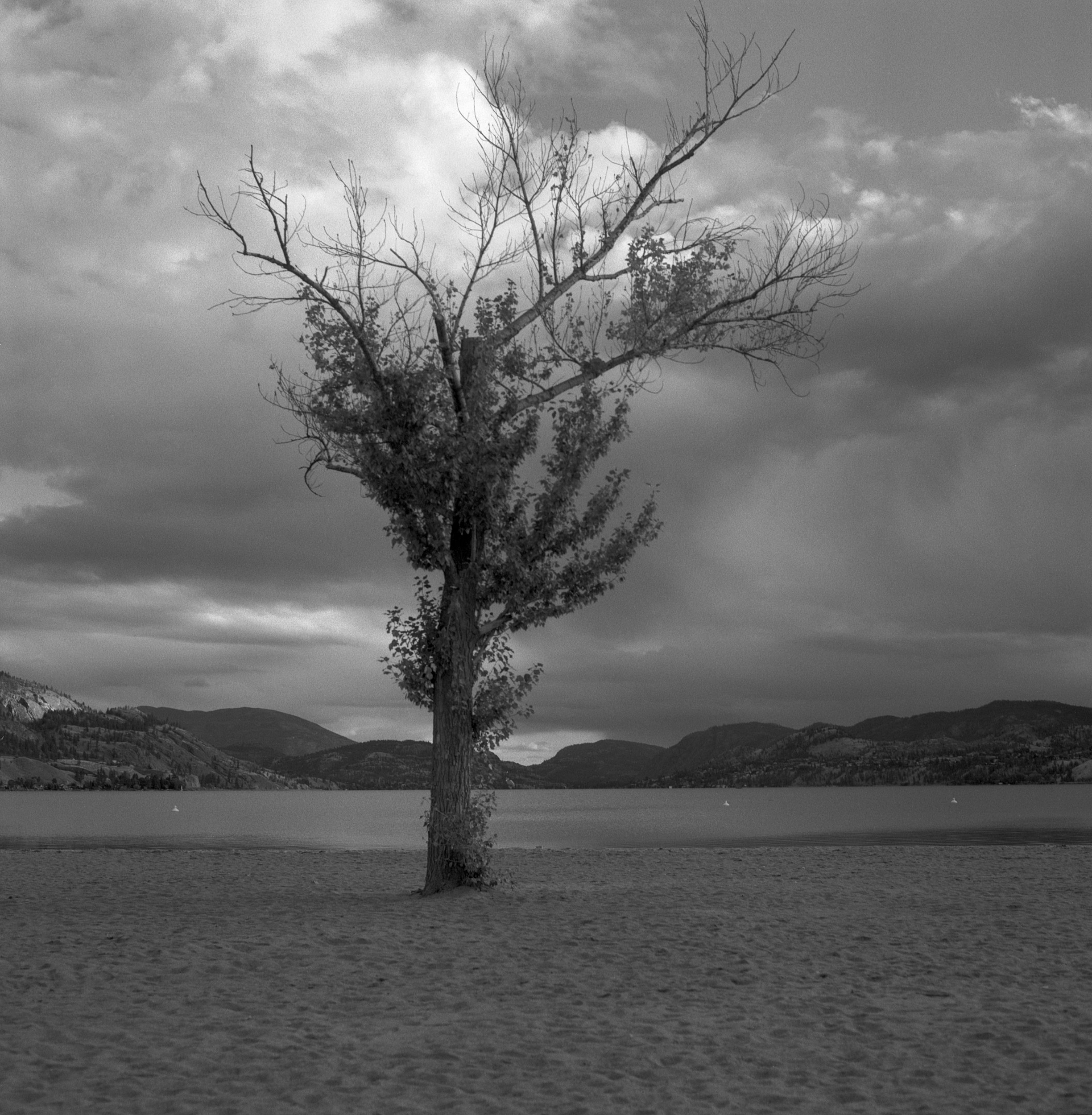 TREE FROM ROADTRIP WEB READY.jpg