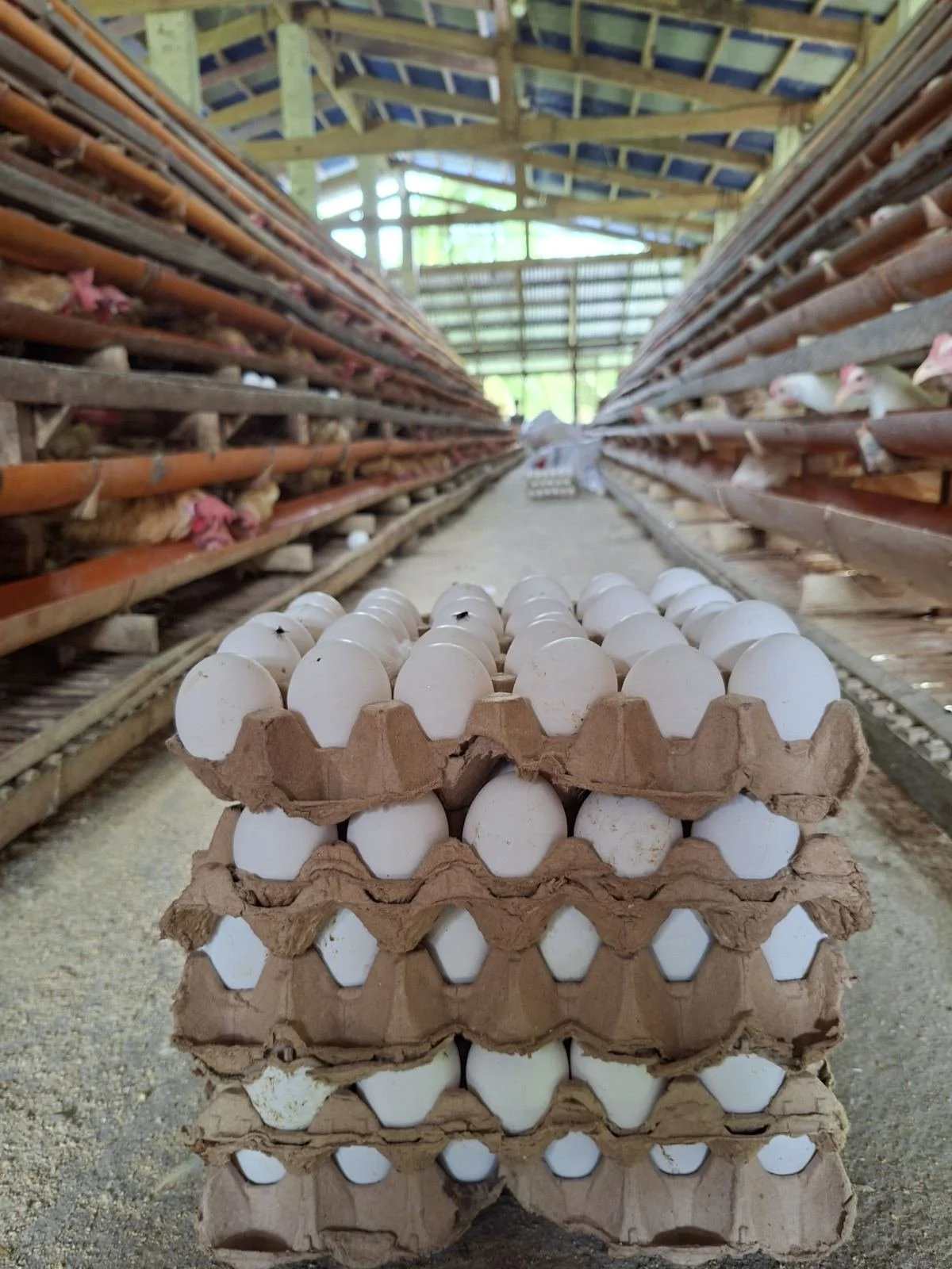 Stacked trays of white eggs in a poultry farm or chicken coop, with shelves of chickens in the background.