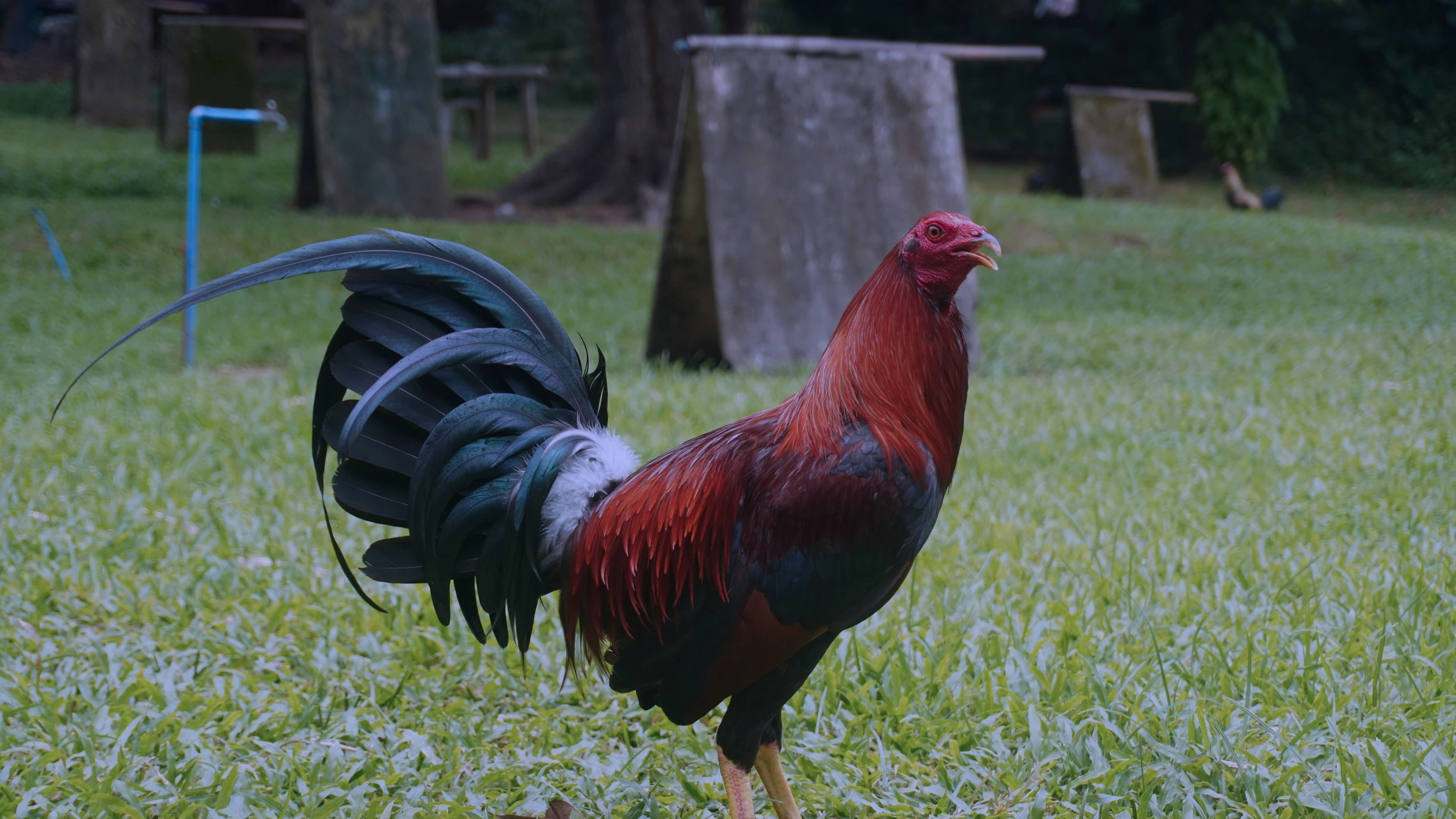 A colorful rooster standing in a grassy area with trees and stone structures in the background.