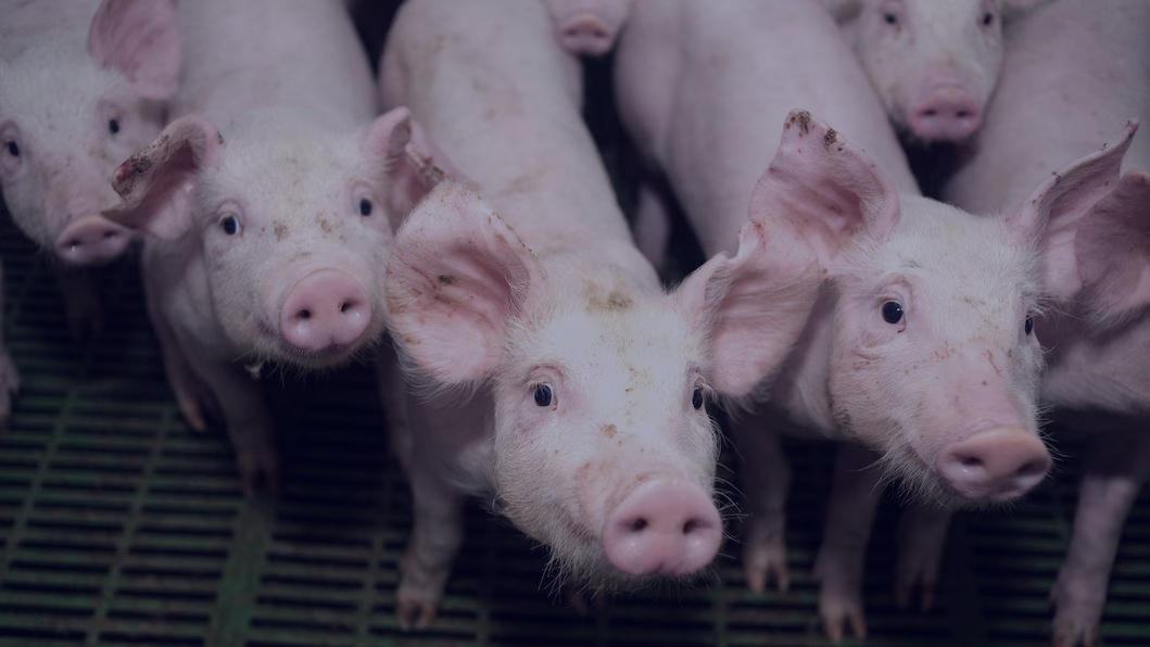 Group of young pigs, or piglets, standing on a slatted floor in a farm setting.