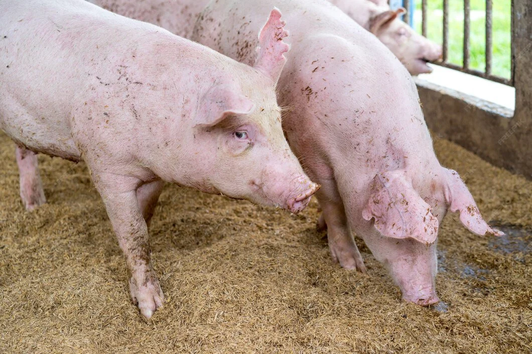 Two pink pigs standing on straw bedding inside a pen with metal bars and a window in the background.