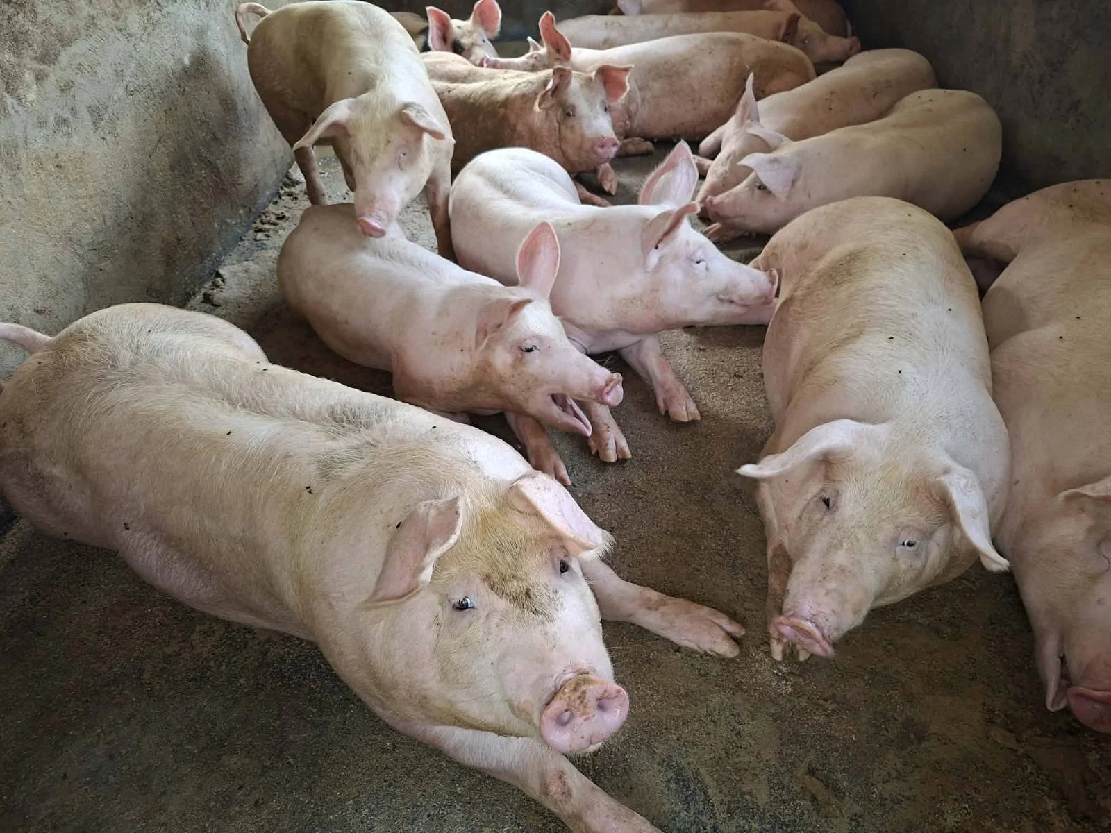 Group of pink domestic pigs lying and resting in a pen with concrete wall and dirt floor.