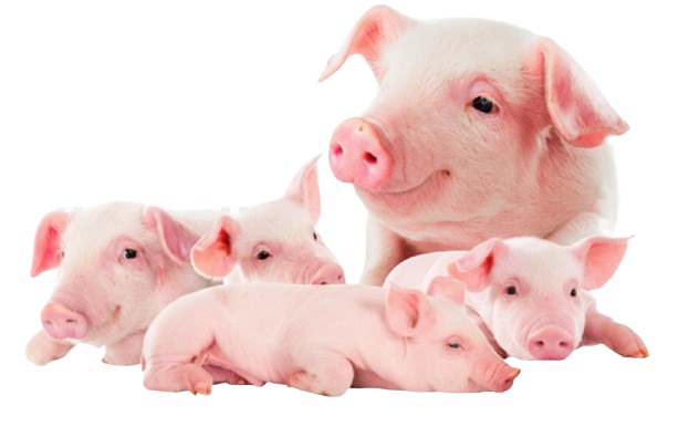 Group of five piglets, with one prominently in the front, all with pink skin and ears, and light coloration, lying or standing against a black background.