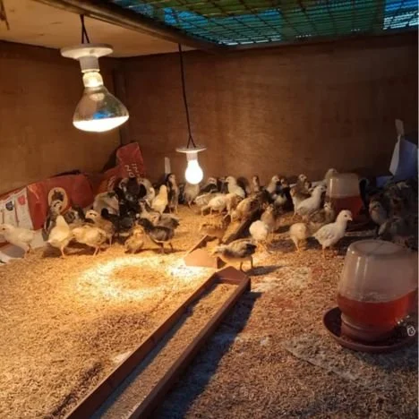 Inside a chicken coop with numerous chickens and chicks under artificial lights.