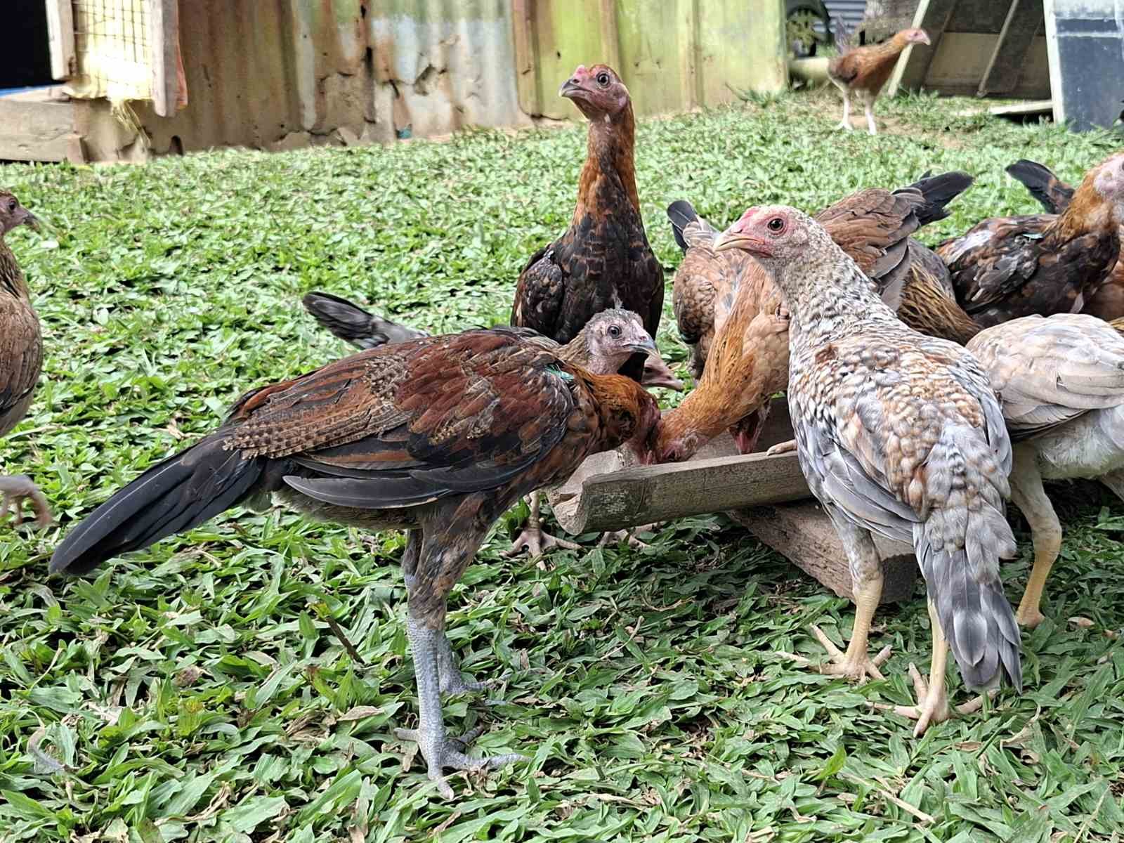 Group of young chickens feeding on the ground near a wooden feeding trough in a farmyard with green grass and wooden structures in the background.