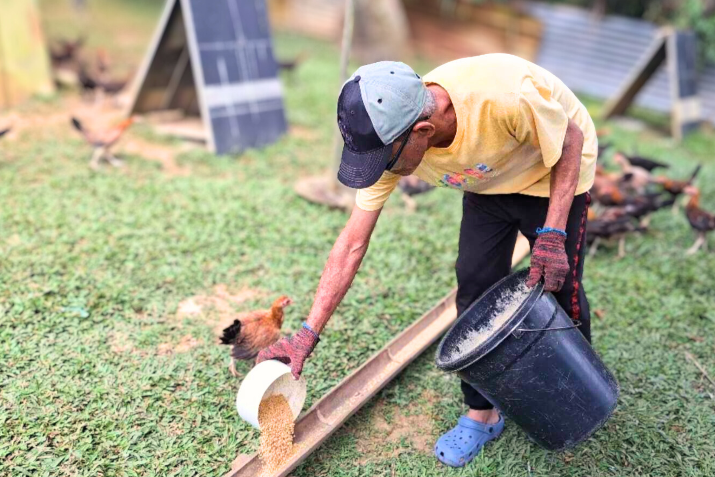 An elderly man in a yellow shirt and blue sandals is feeding chickens with a white container of feed, while holding a black bucket, in a grassy outdoor area with chicken coops and chickens in the background.