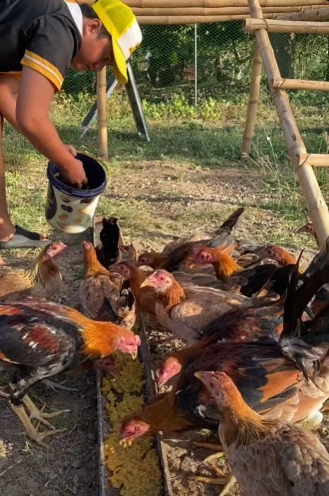 A person feeding multiple chickens in an outdoor farm setting.