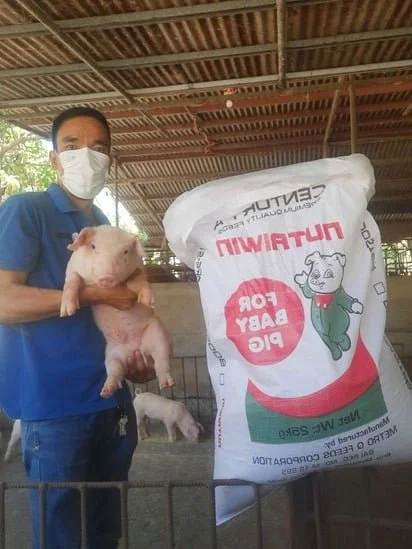 A man wearing a face mask holding a piglet in a barn or shelter with another piglet on the ground nearby. There is a large bag of pig feed labeled "Huatwi" next to him.