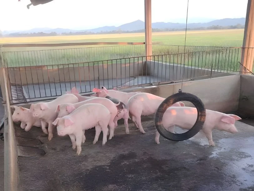 Children's farm with piglets in pen, some playing and others walking, overlooking open fields and mountains in the background.
