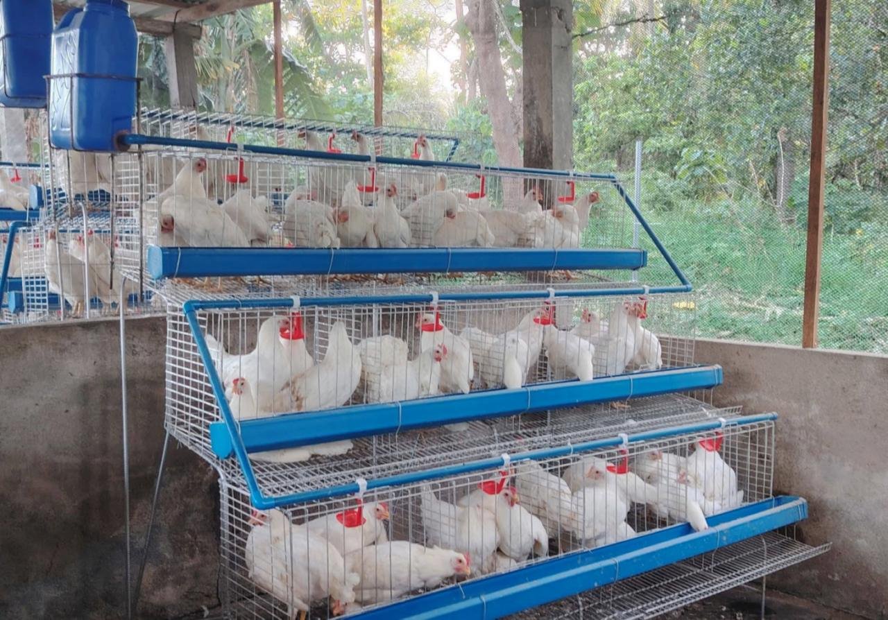 Multiple white chickens in metal cages stacked in a tiered structure inside a chicken coop, with trees and greenery visible outside.