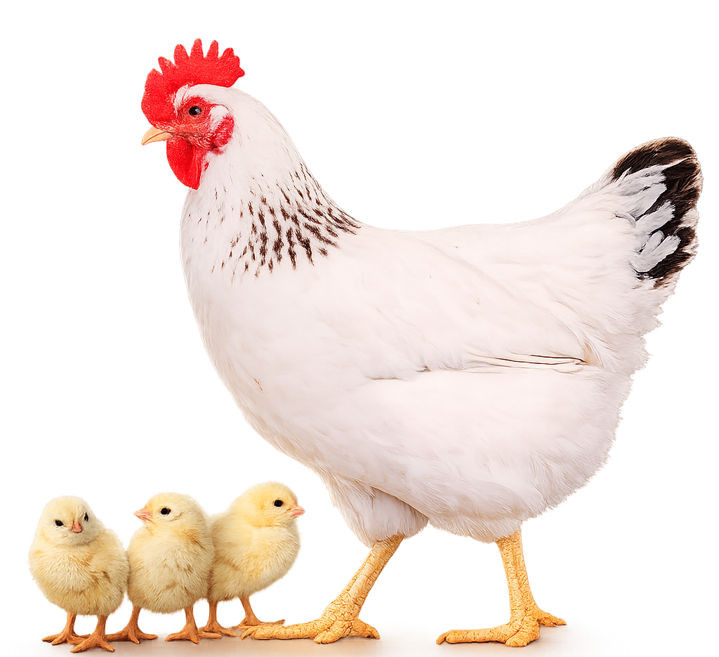 A hen with three chicklings standing beneath it.