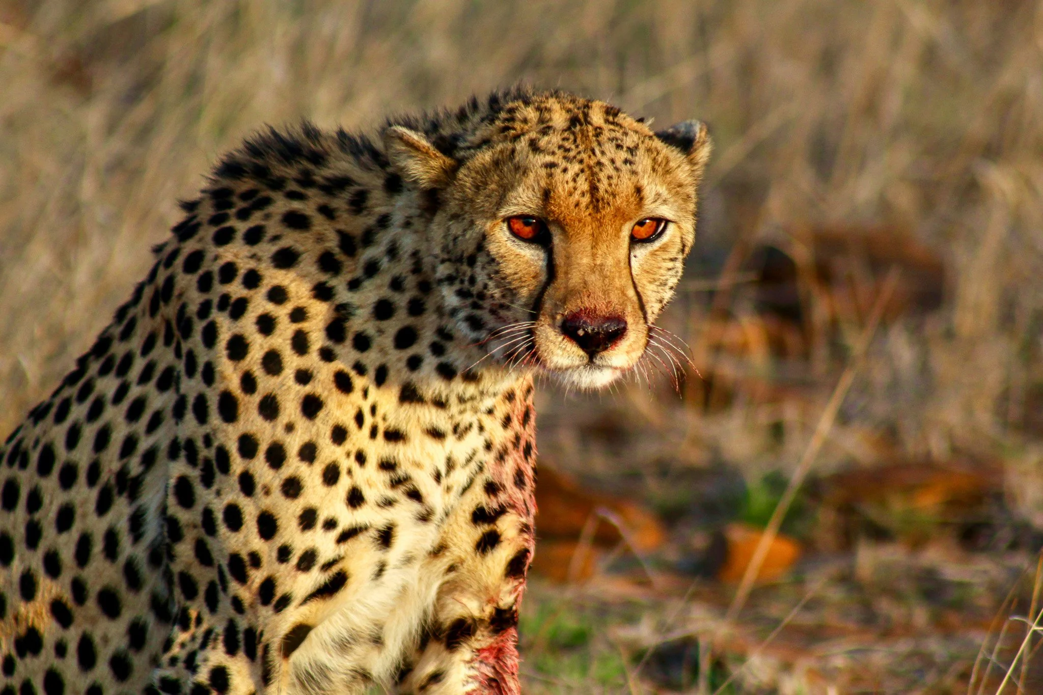 A close-up of a cheetah walking through tall grass, with orange eyes and a spotted coat.
