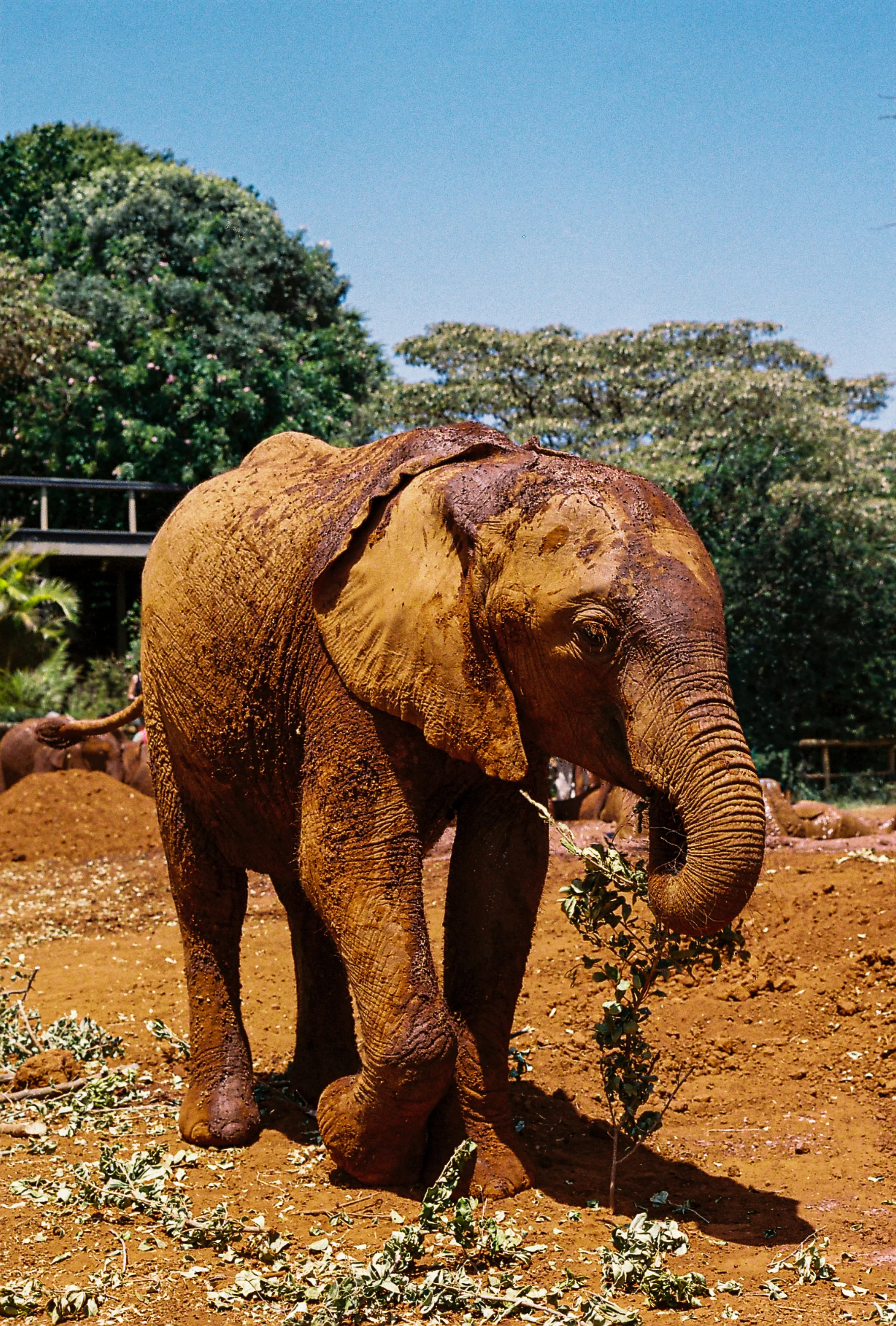 A young elephant walking on dirt ground with scattered leaves, with green trees and a blue sky in the background.