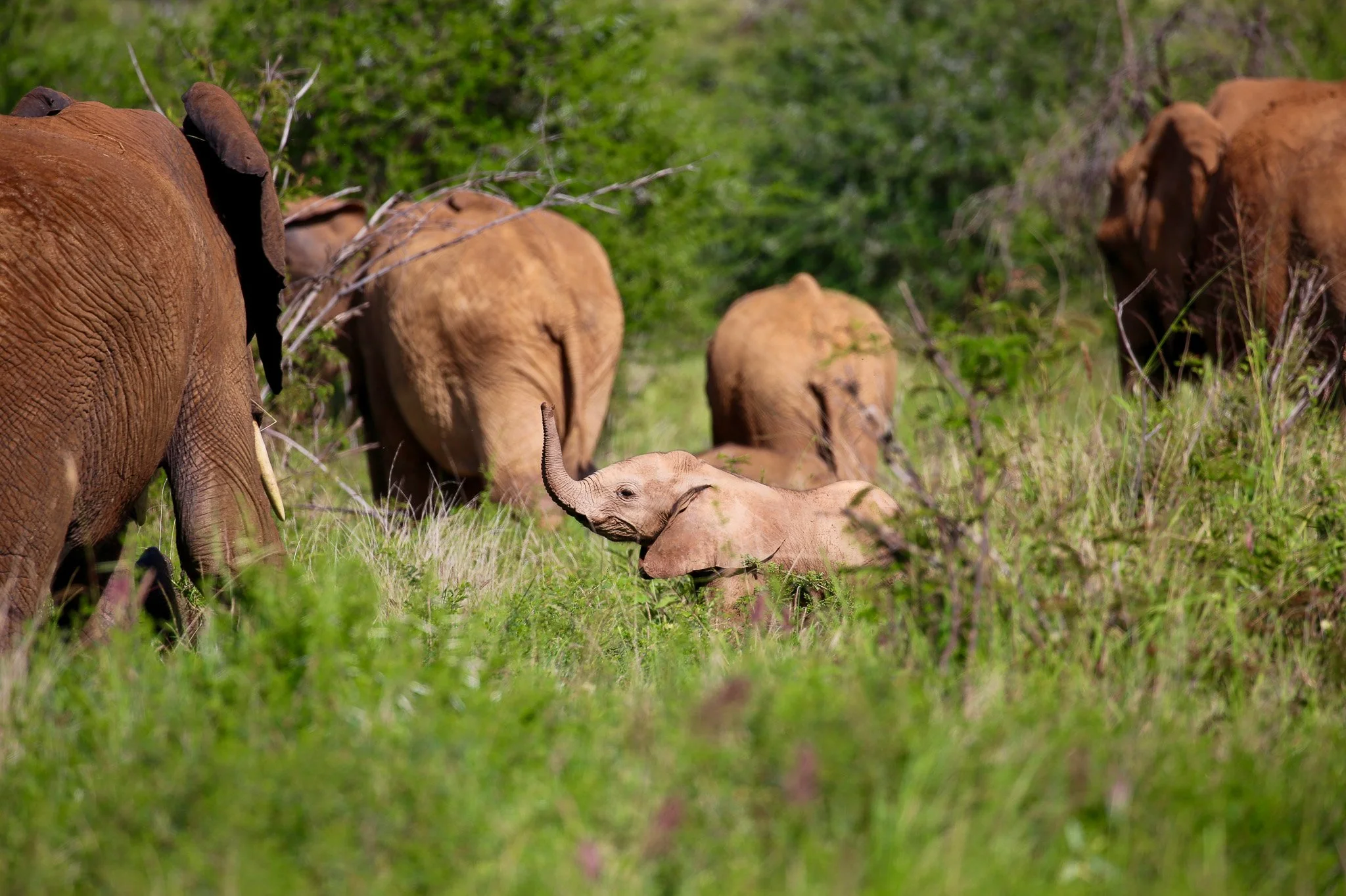 A herd of elephants in a green grassy area with trees in the background, with some young elephants lying on the ground.